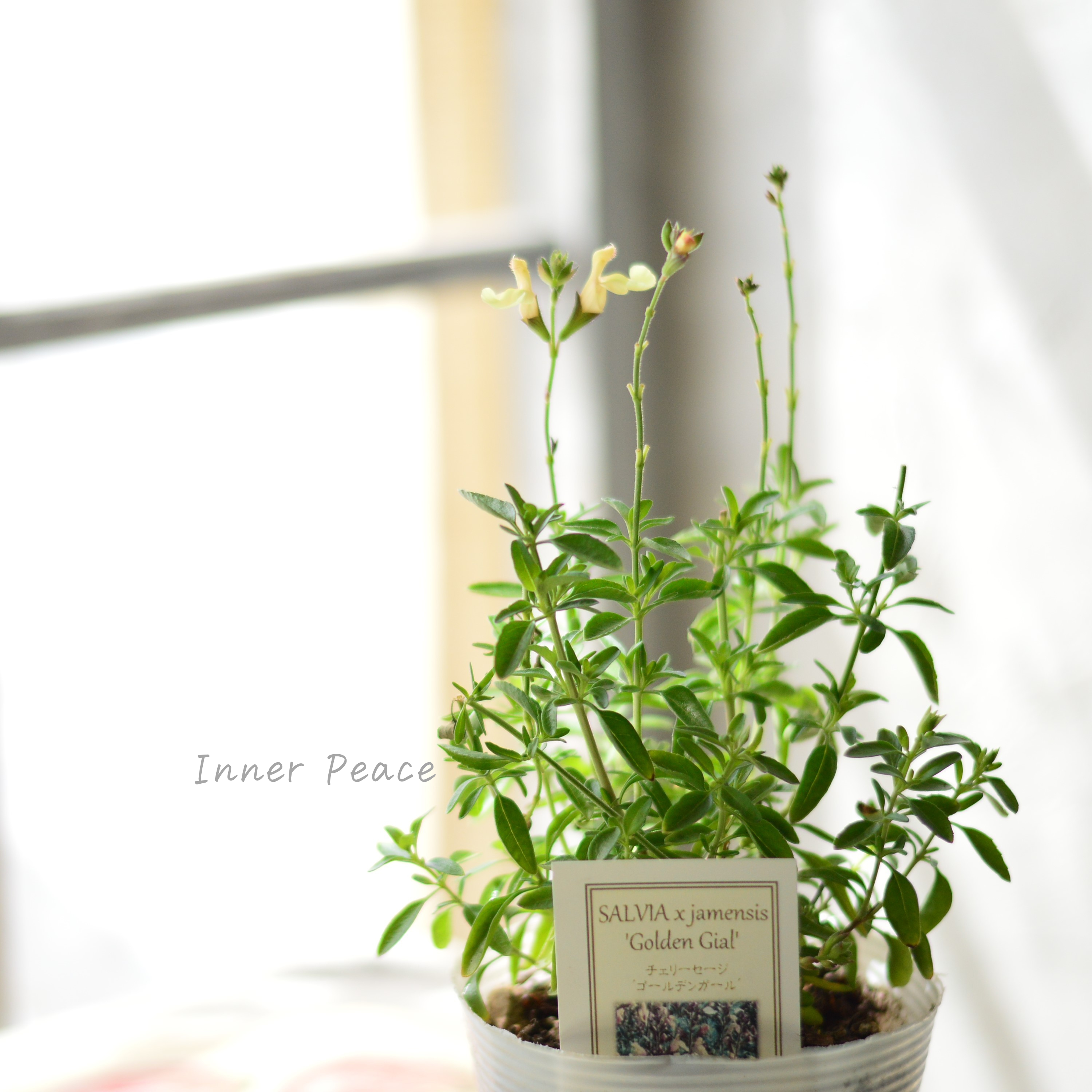 【宿根】 サルビア(チェリーセージ) 『ゴールデンガール』 3.5寸POT