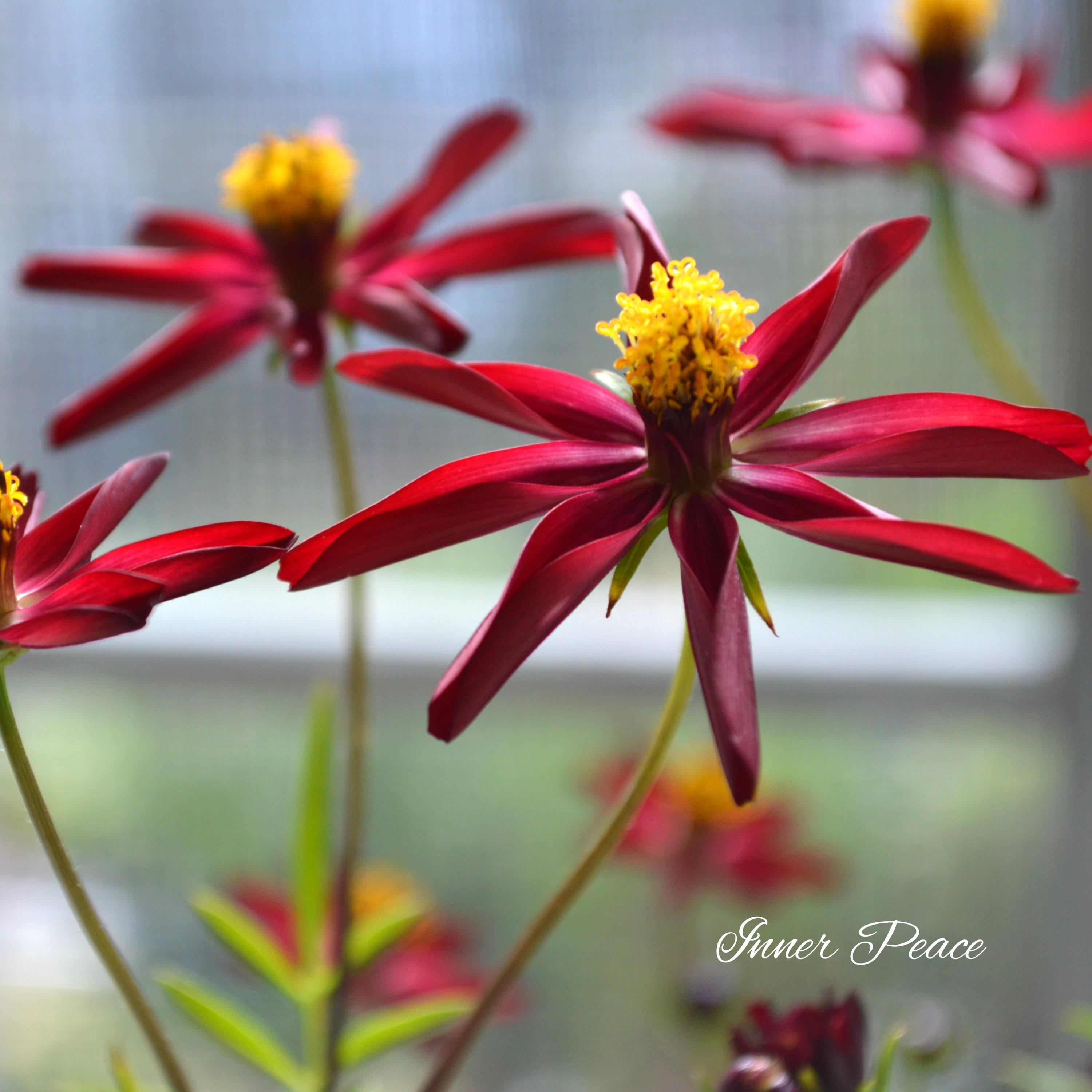 【美しい】 チョコレートコスモス 『赤とんぼ』 3寸ロングPOT