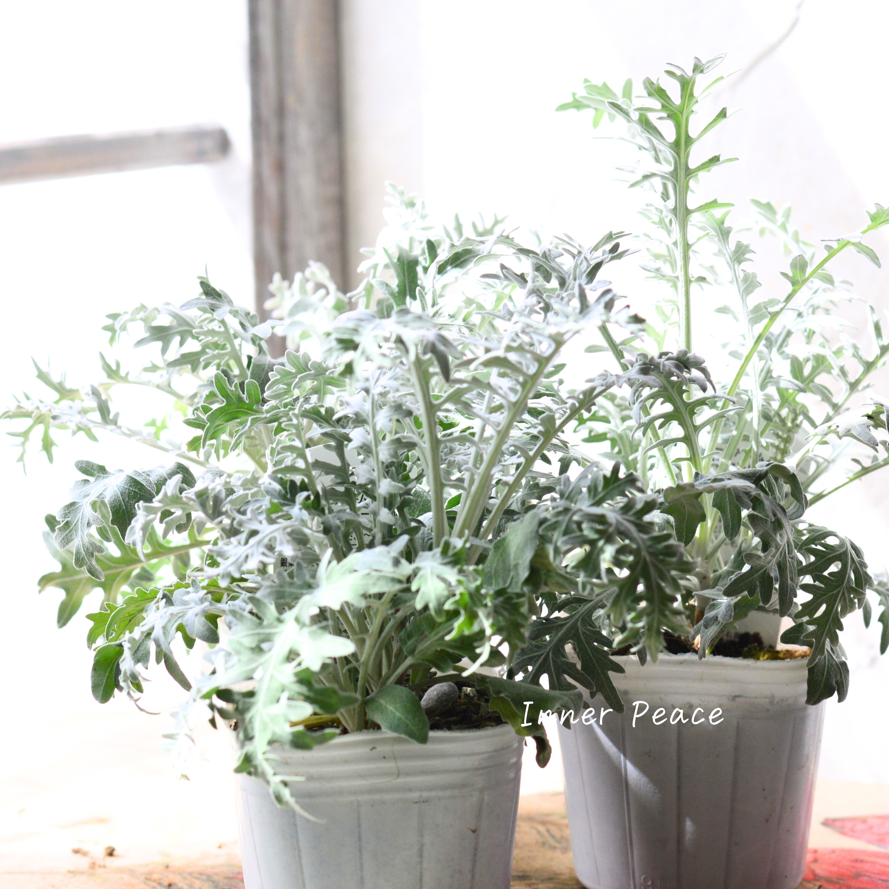 【暑さ寒さに強い】 セントーレア 『ギムノカルパ』 3寸POT