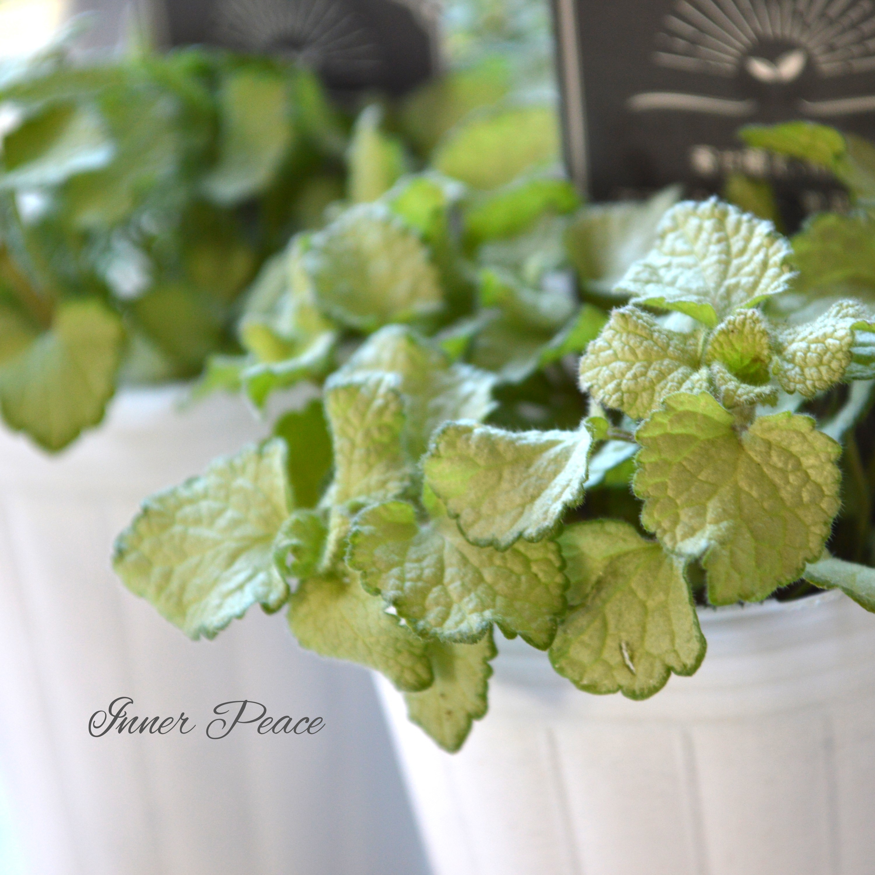 【寄せ植えに】 ラミウム 『ベリーペリ』 2.5寸ロングPOT