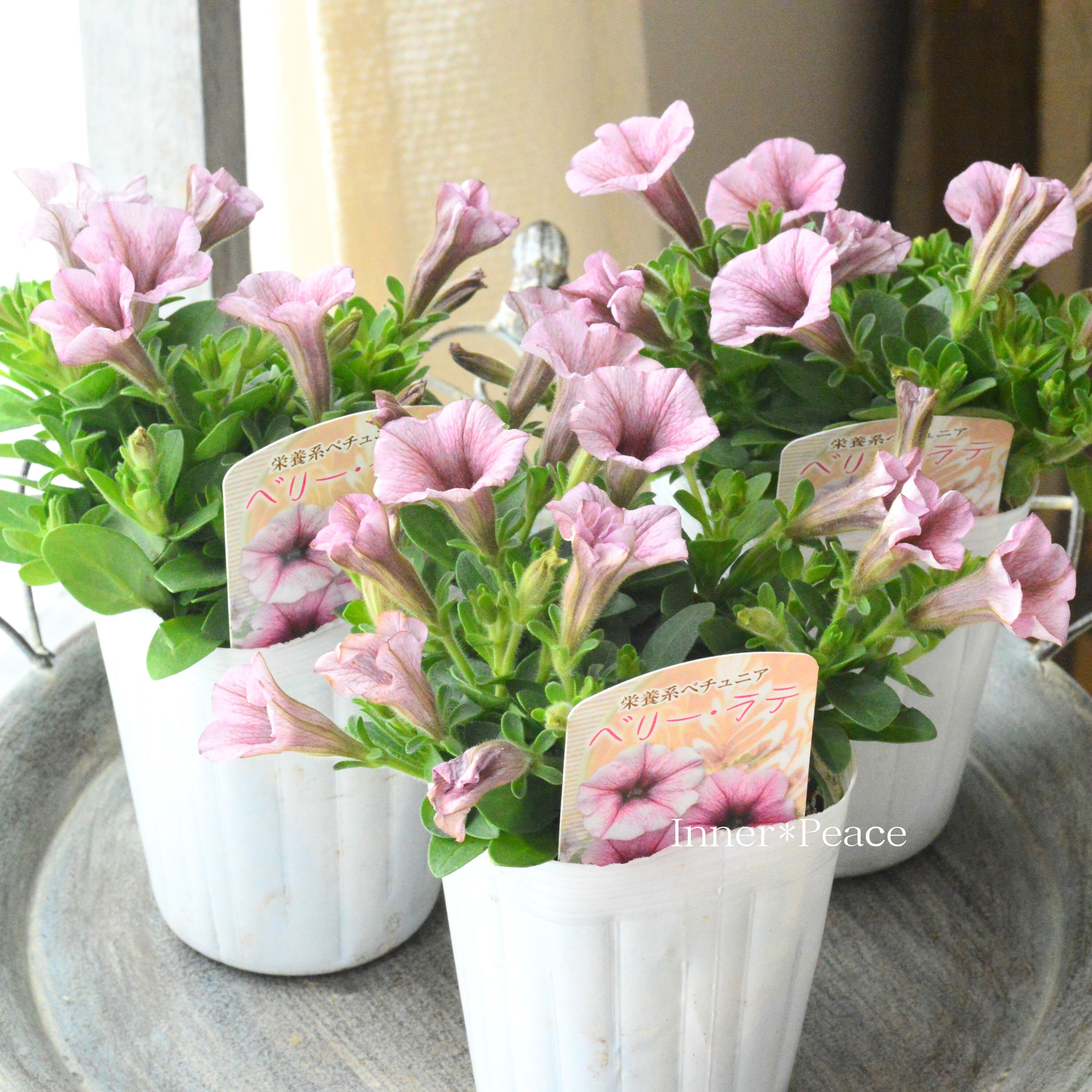 【花日和さんオリジナル】 ペチュニア 『ベリーラテ』 3寸ロングPOT