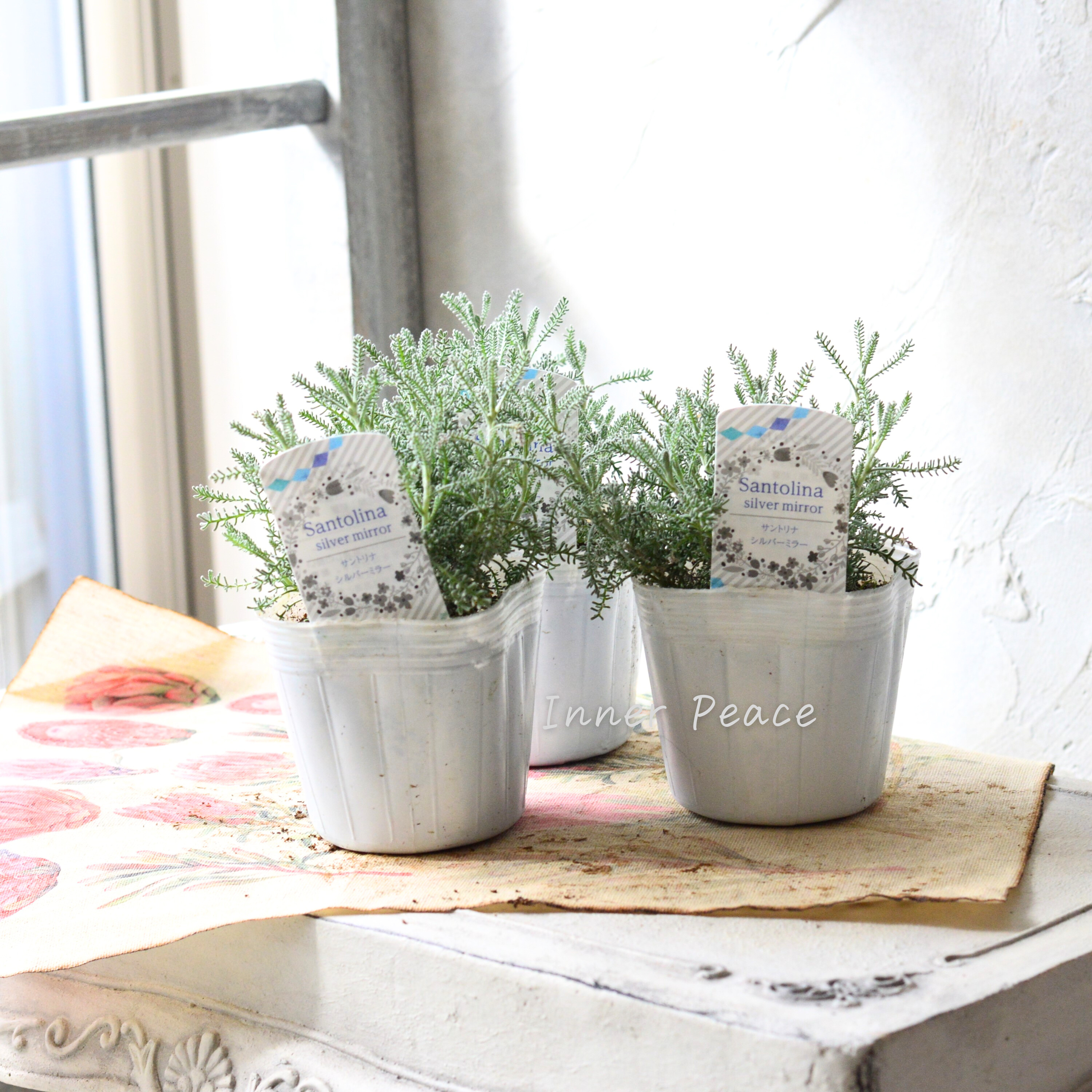 【冬の定番】 サントリーナ 『シルバーミラー』 3寸POT