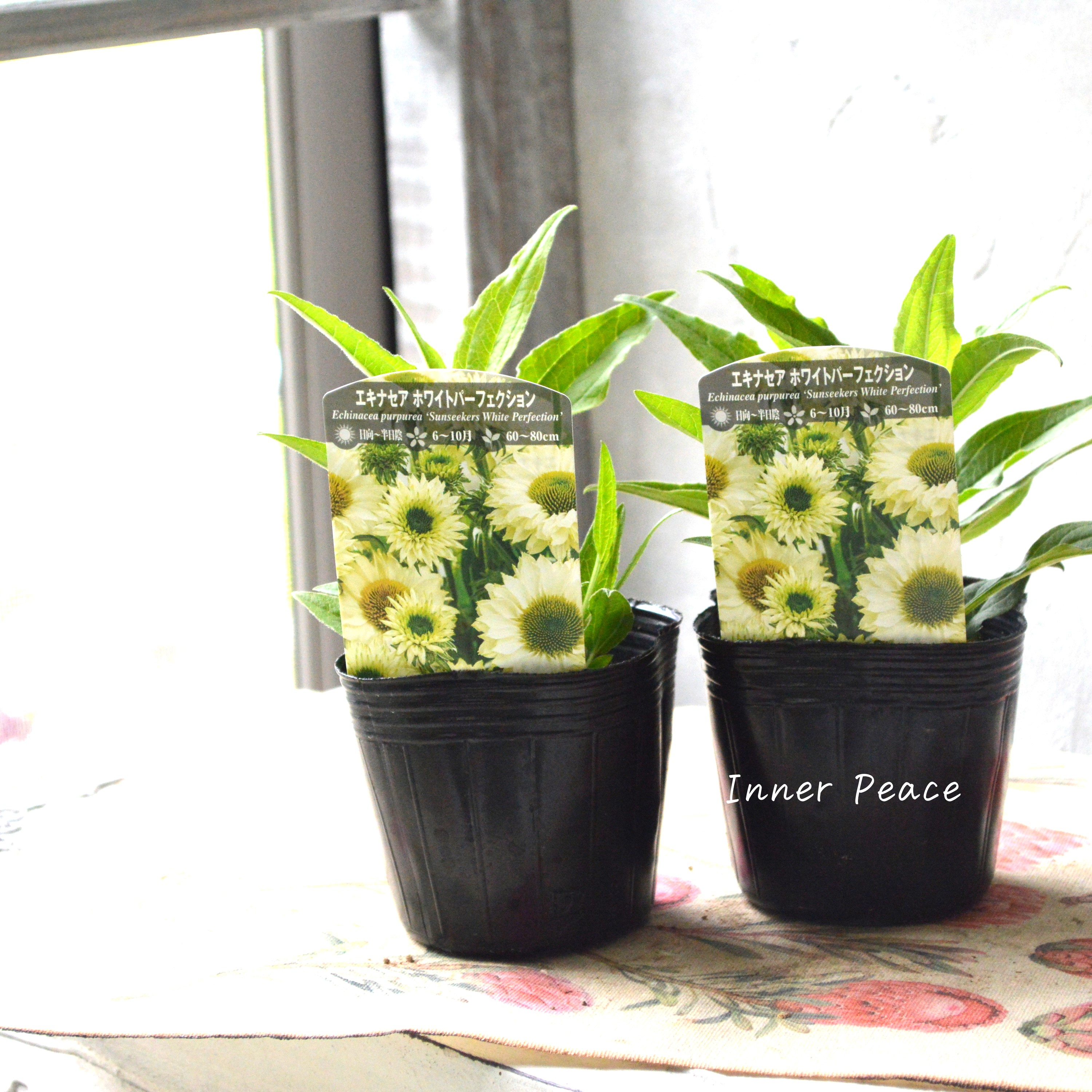 【暑さ寒さに強い】 エキナセア 『ホワイトパーフェクション』植え込み用 3寸POT