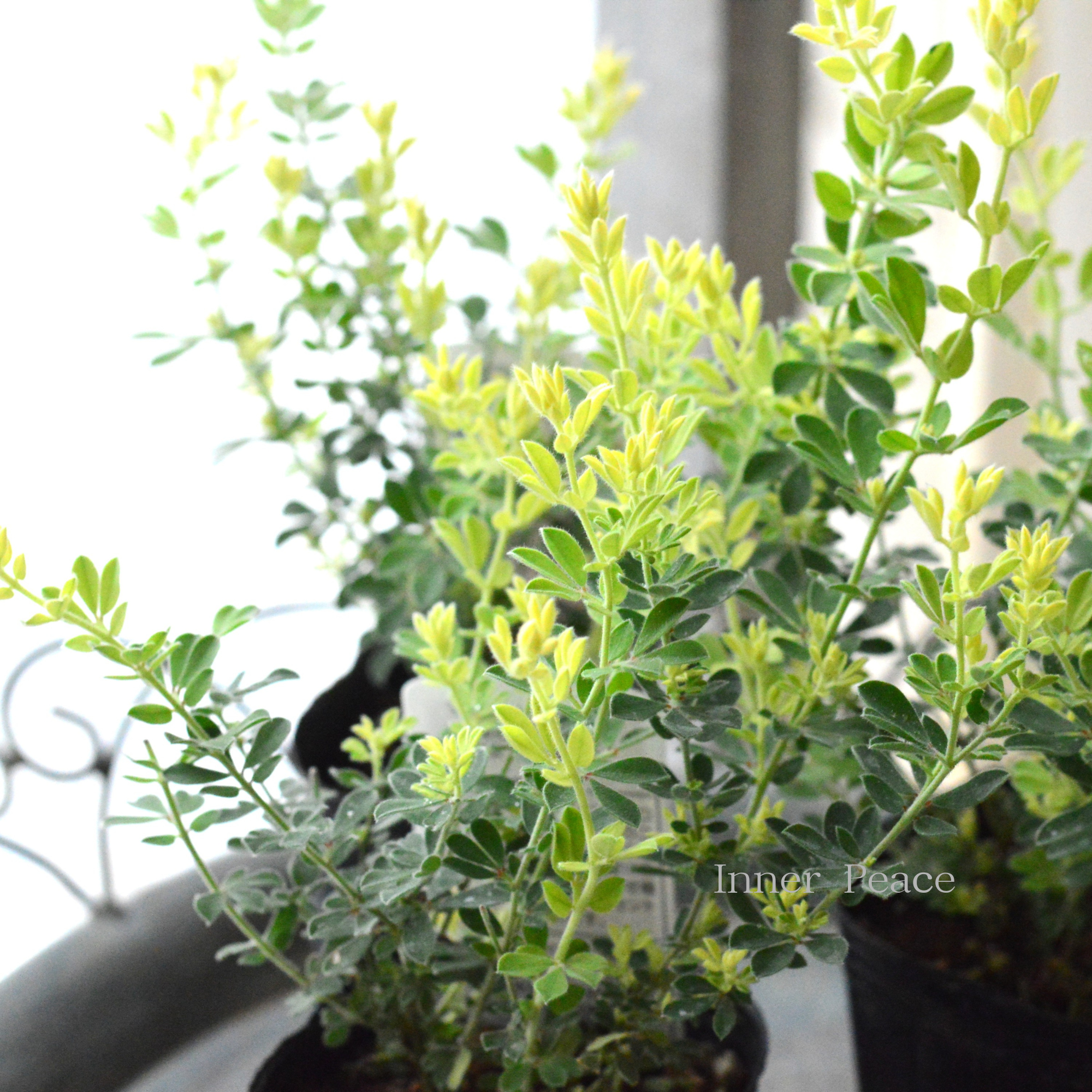 【暑さ寒さに強い】 ロータスブリムストーン 2.5寸~3寸POT