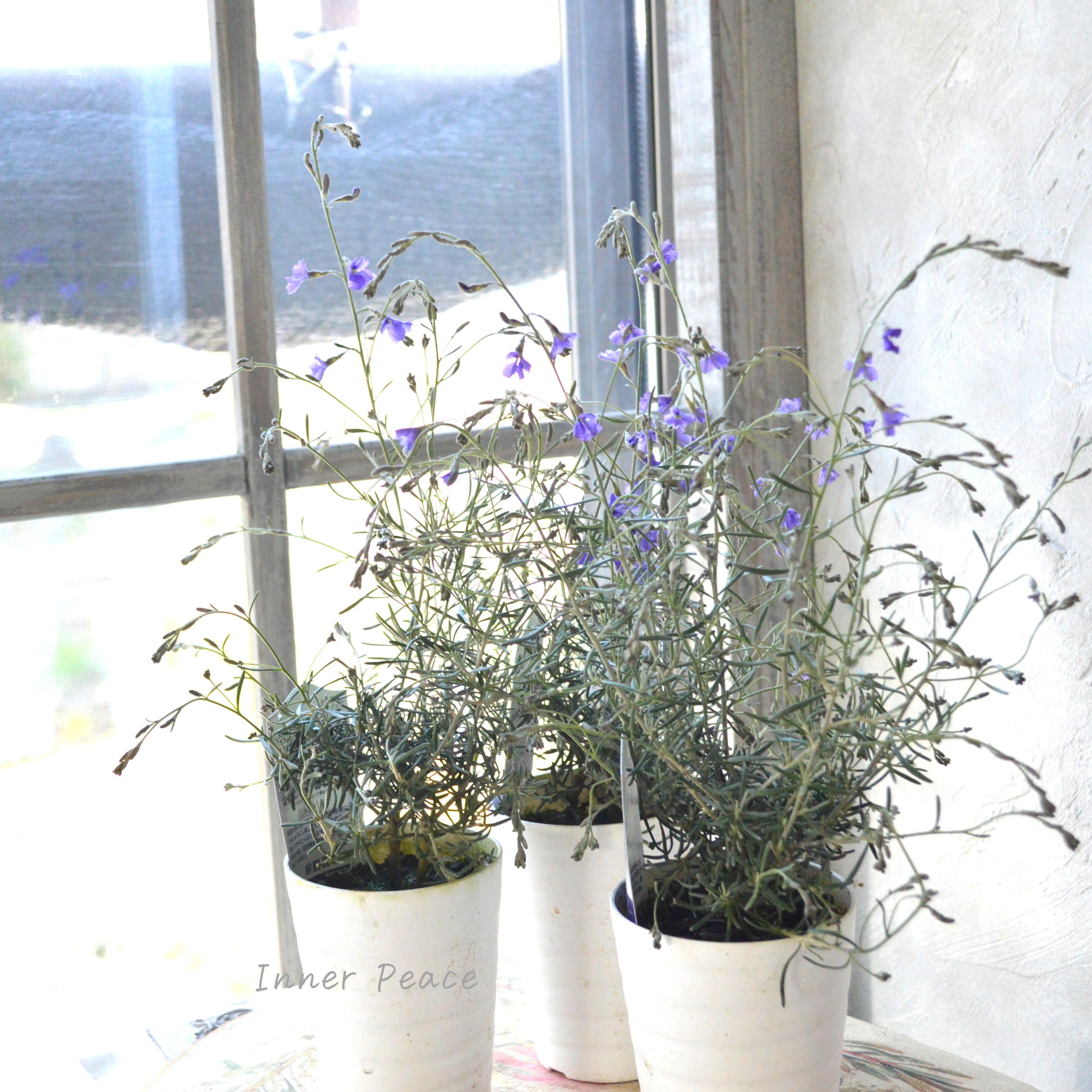 【美しい】 ダンピエラ 『ダンシングブルー』 3寸鉢