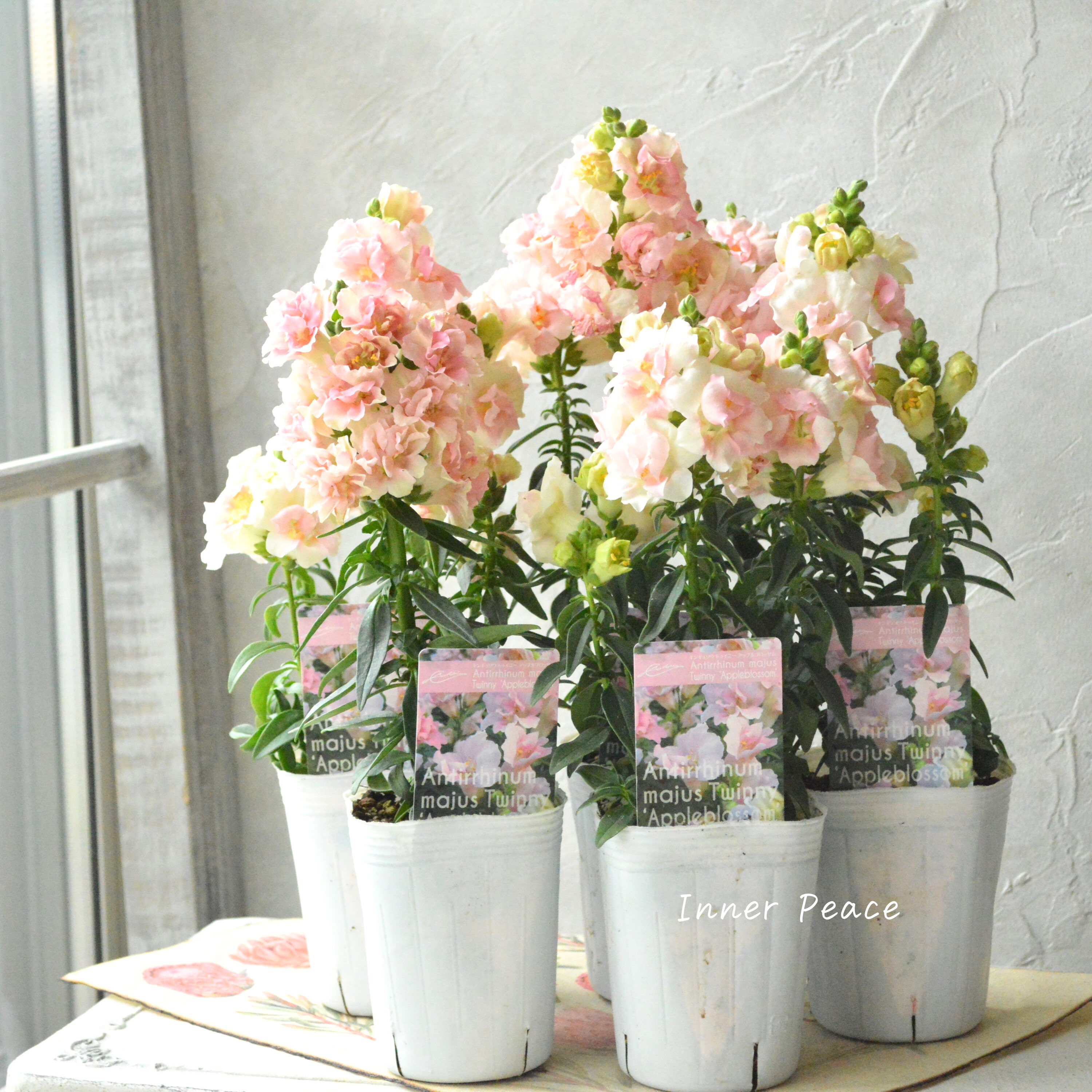 【かわいい】 奥田さん生産の キンギョソウ・トゥイニー 『アップルブロッサム』 3寸POT