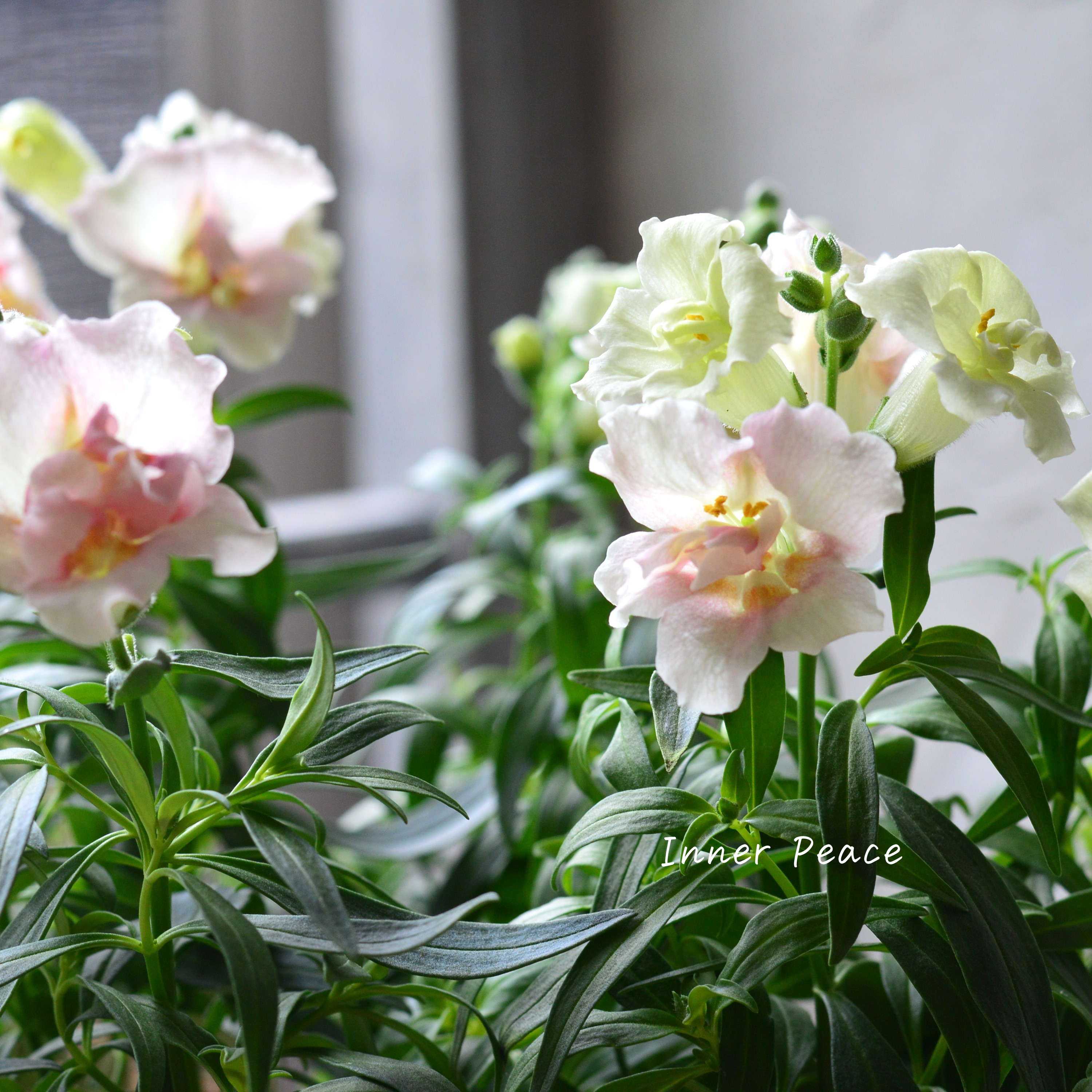 【かわいい】 キンギョソウ・トゥイニー 『アップルブロッサム』 3寸ロングPOT