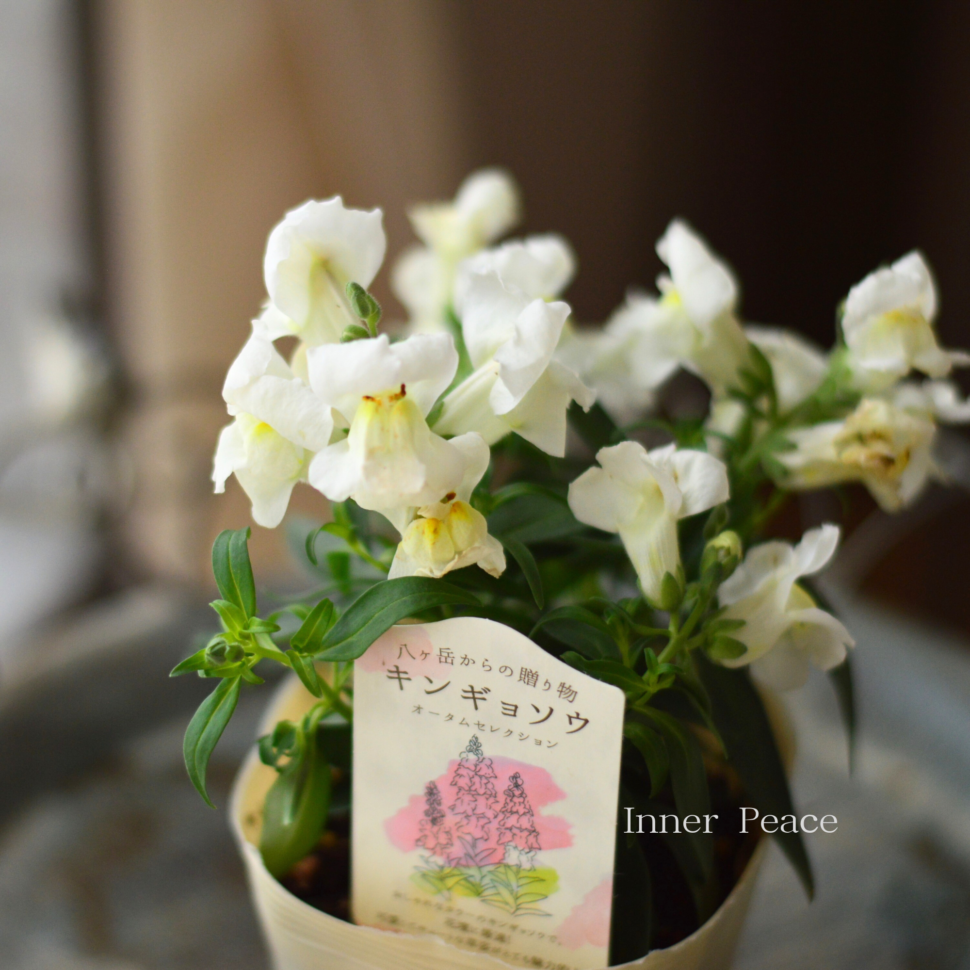 【かわいい】 キンギョソウ 『オータムセレクション E』 3.5寸POT