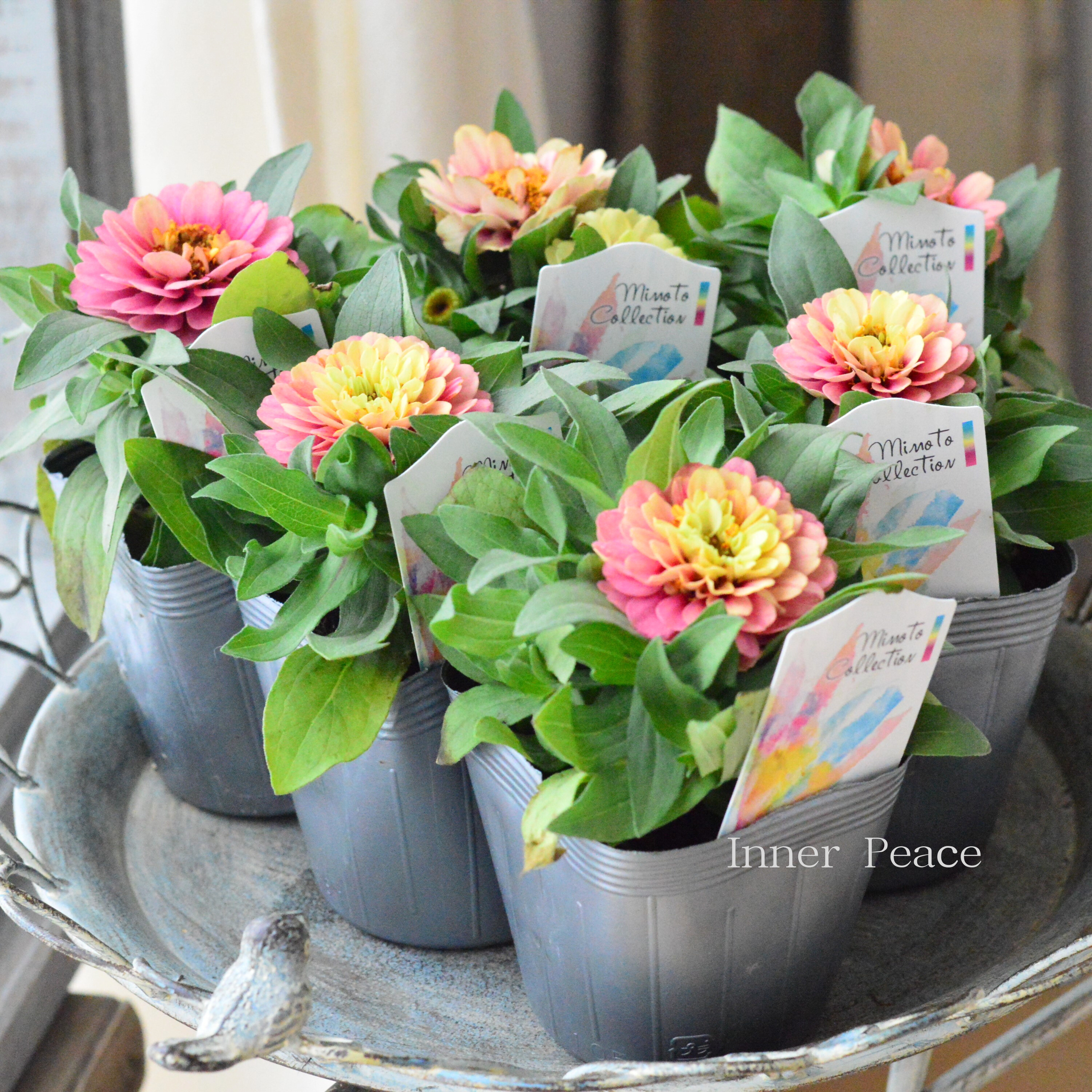 【かわいい】 ジニア 『ベリーズダブル・ピンクオレンジ系』 3.5寸POT