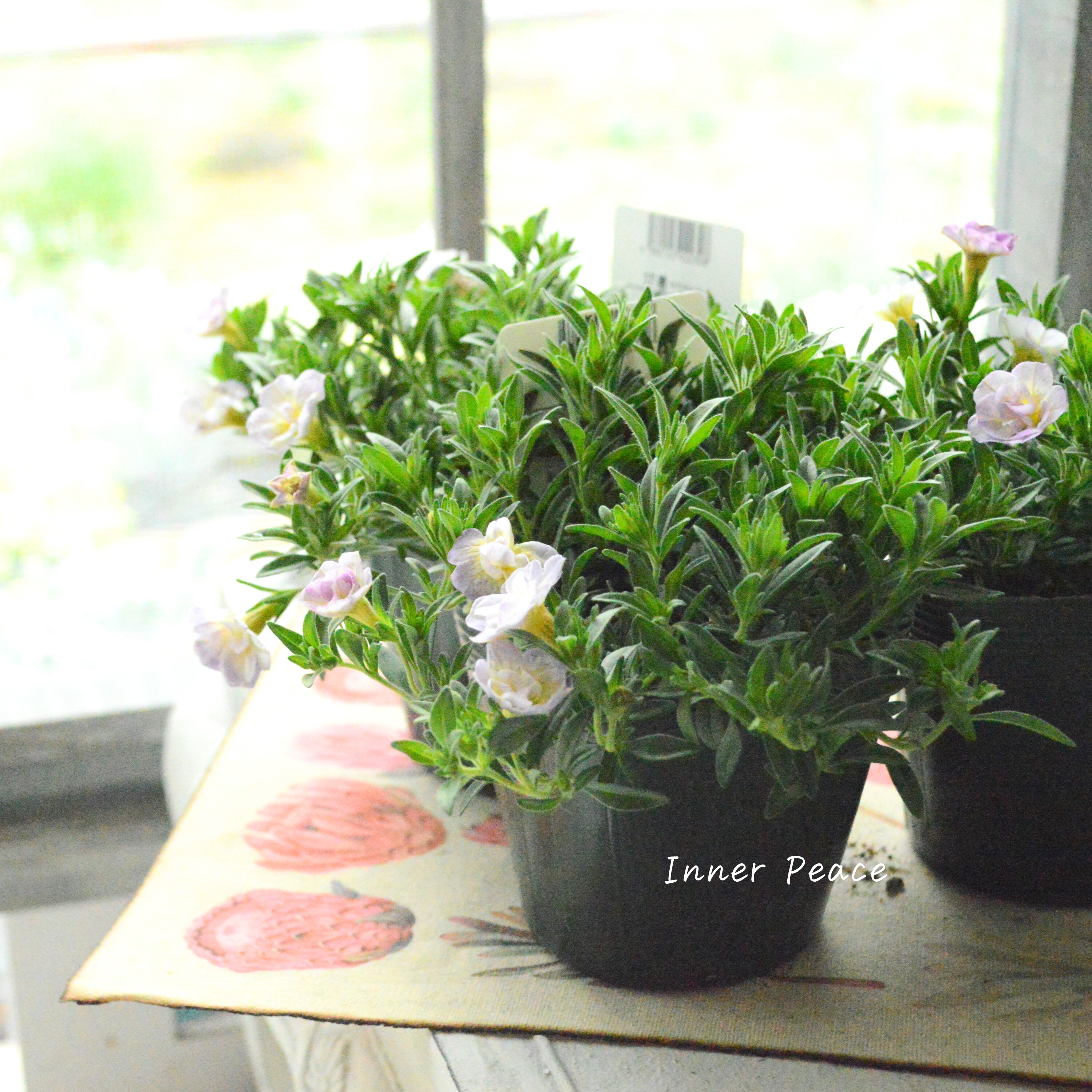 【ゲブラさん】 Sale! 八重咲きカリブラコア 『17歳~セブンティーン~』 3.5寸POT