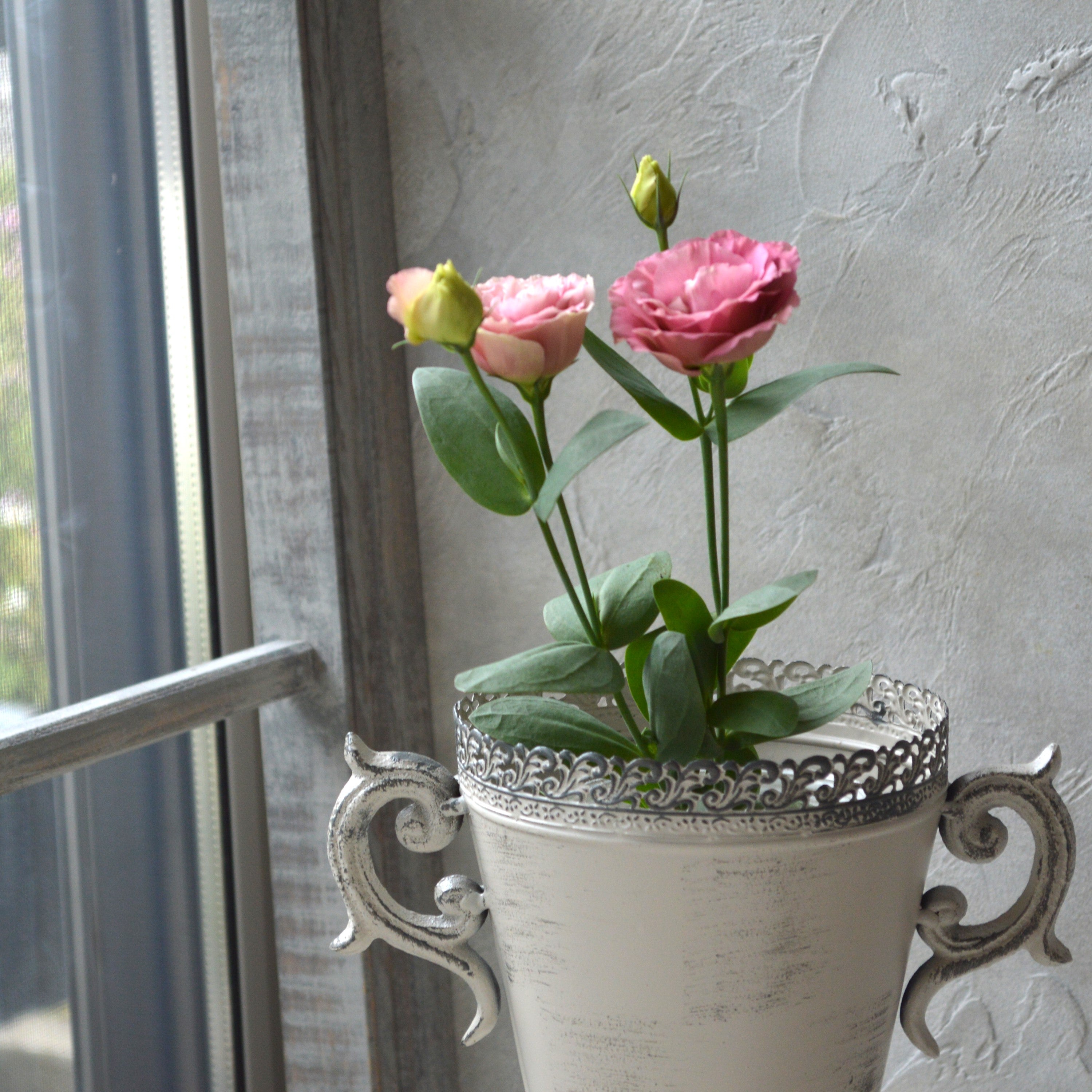 【美しい】 トルコギキョウ 『アンティークローズ』 3寸POT