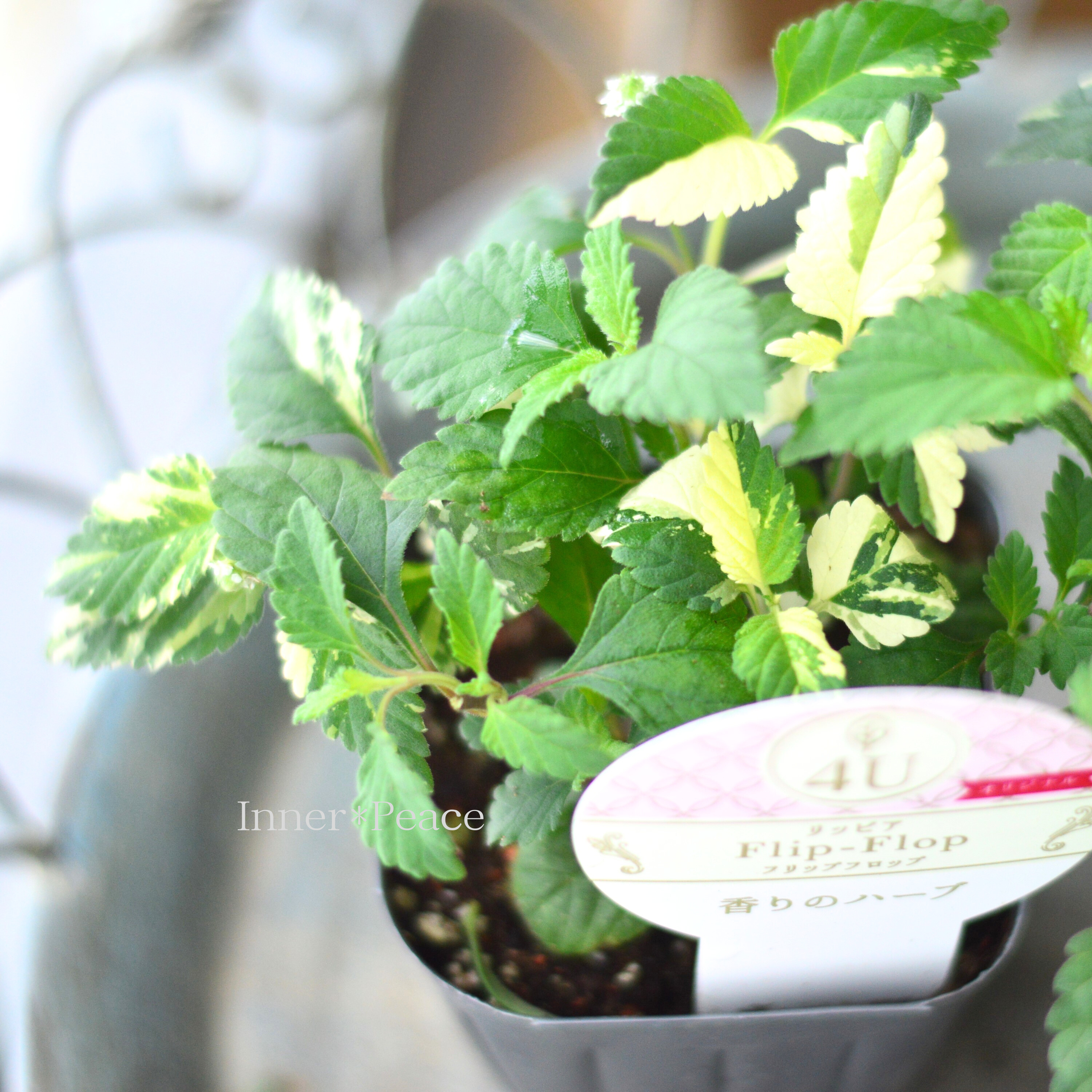 【斑入り】 リッピア 『フリップフロップ』 3寸POT