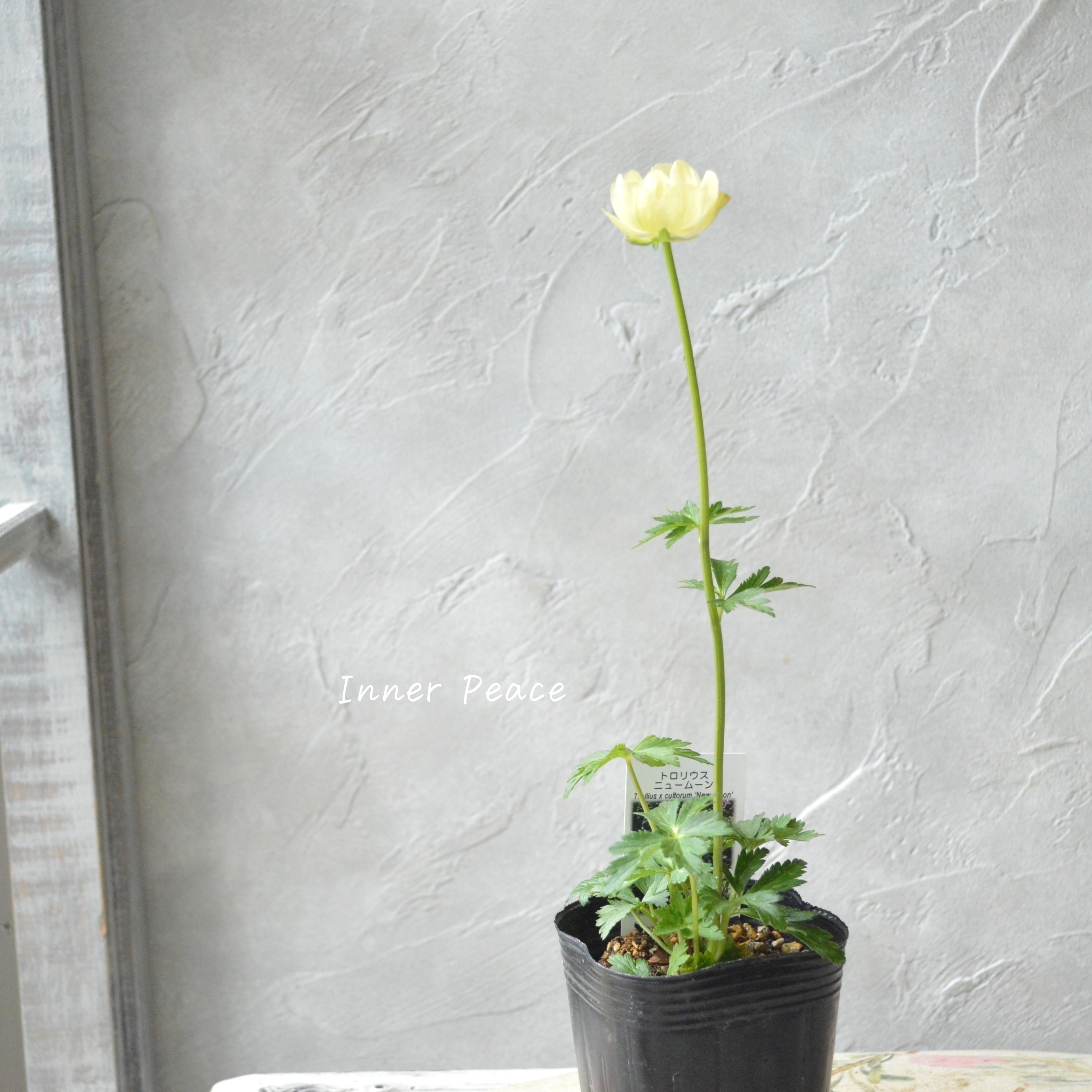 【素敵】 トロリウス 『ニュームーン』 3寸POT