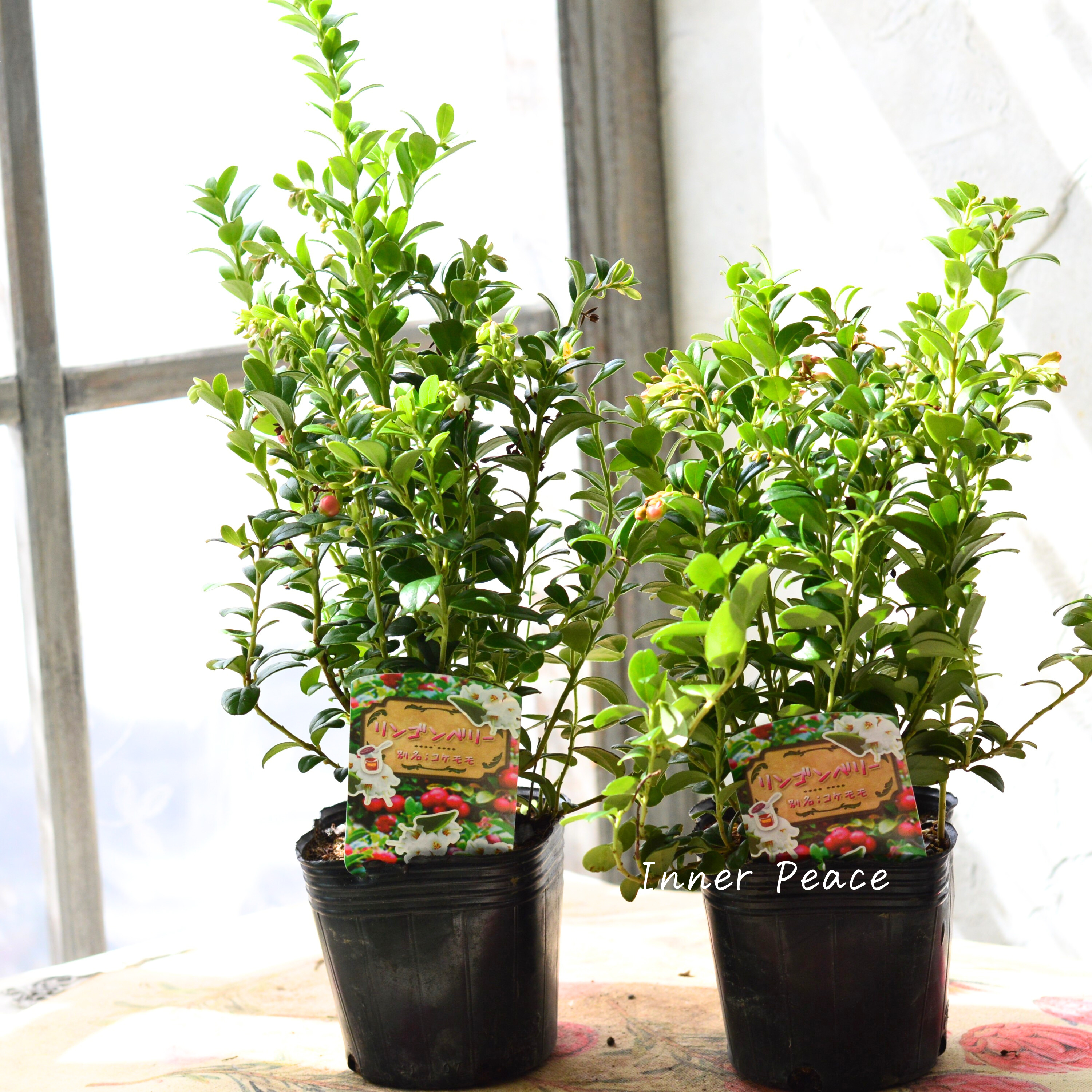 【寒さに強い】 リンゴンベリー 3~3.5寸POT