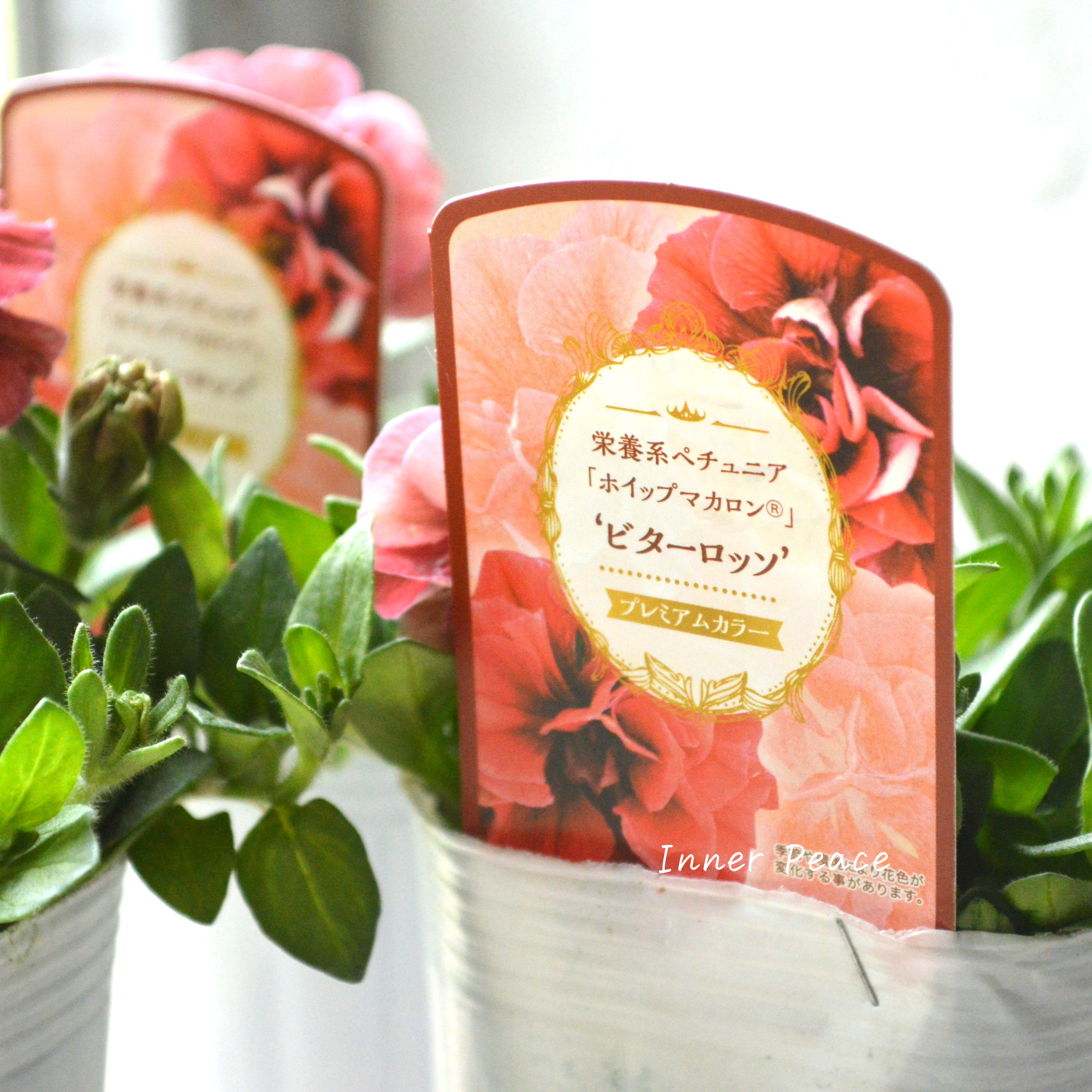 【花日和さんオリジナル】 ペチュニア 『ホイップマカロン・ビターロッソ』 3寸ロングPOT