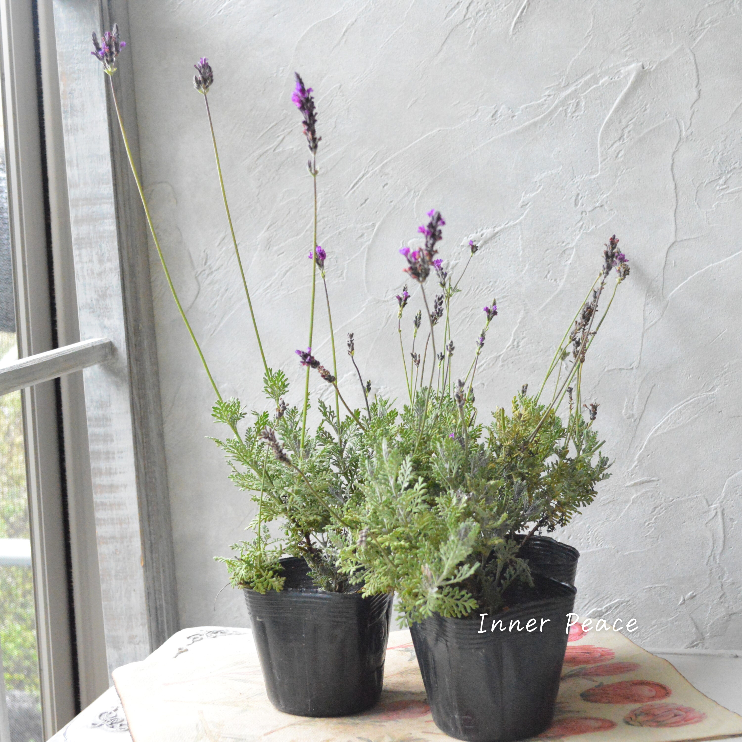 【希少】 レースラベンダー 『バイオレットフィズ』 3寸POT