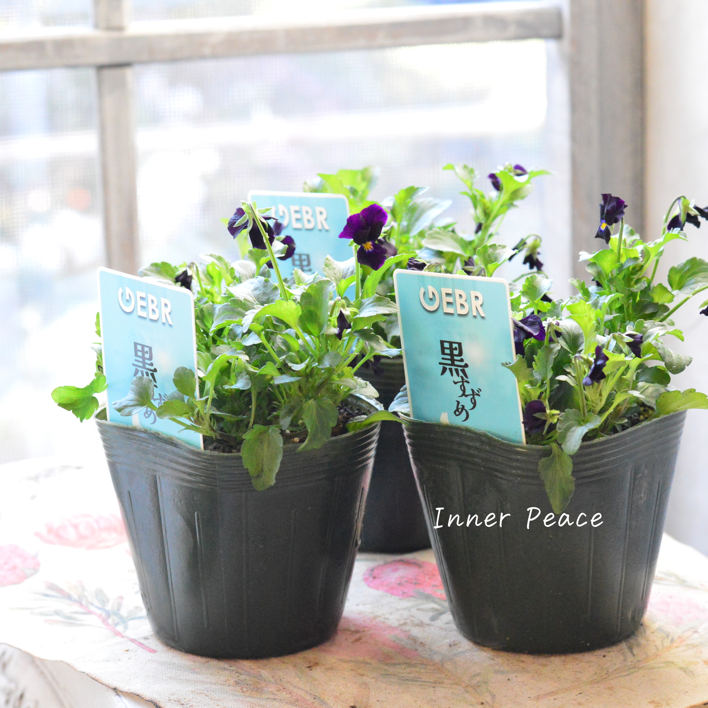 【ゲブラさん】 希少 ビオラ 『黒すずめ』 3.5寸POT