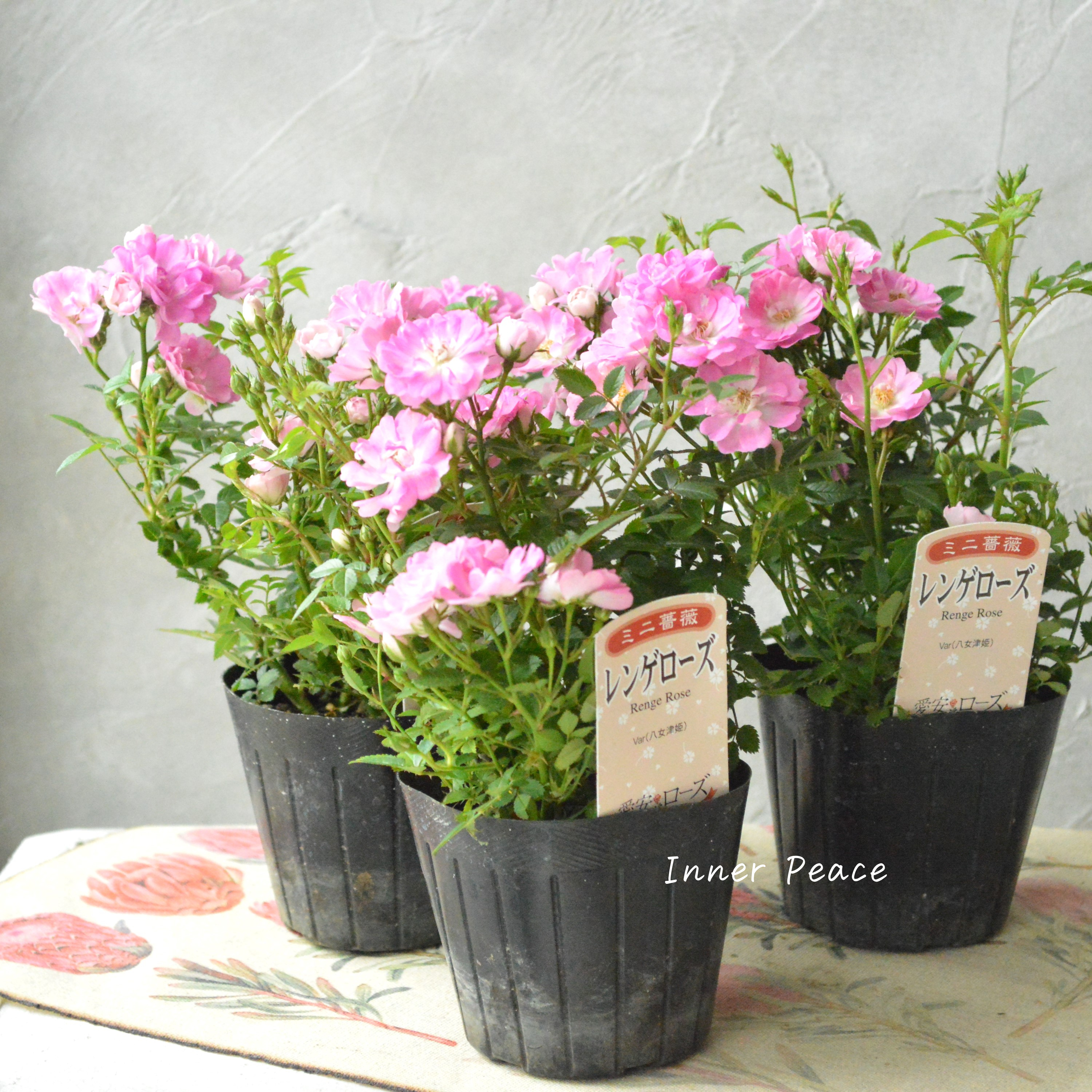 【四季咲き】 ミニ薔薇 『レンゲローズ』 3寸POT