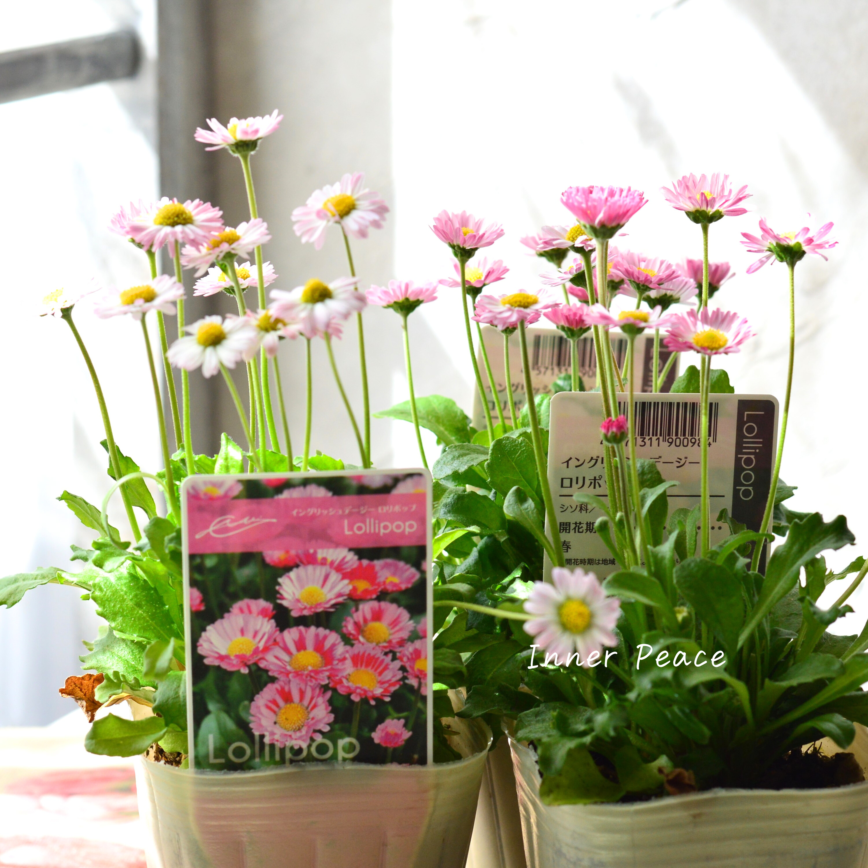 【かわいい】 イングリッシュデージー 『ロリポップ』 3寸POT
