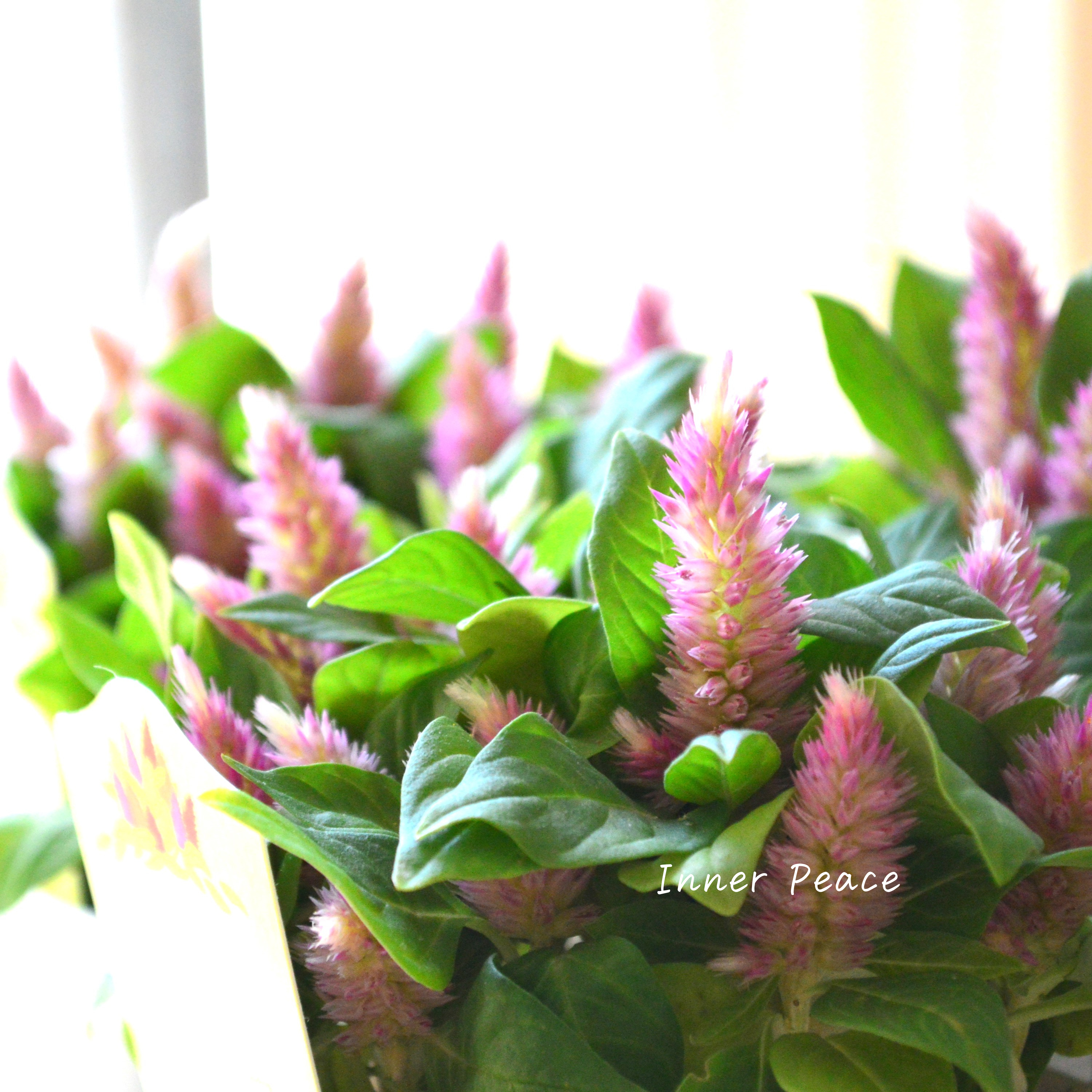 【秋のお花】 ケイトウ(多粒撒き) 『ピンクバイカラー』 3寸POT