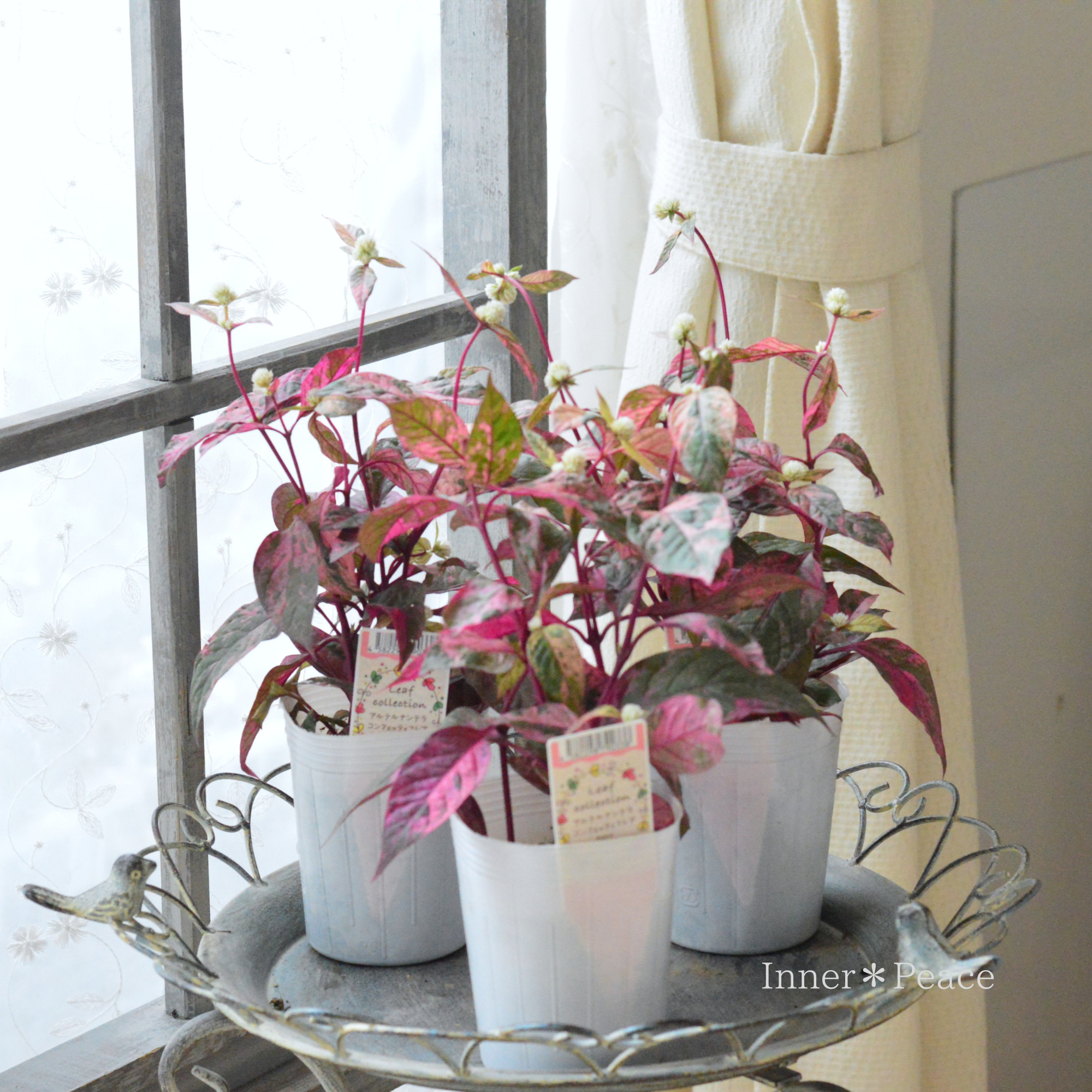 【3本植え】 アルテルナンテラ 『コンフェッティフレア』 3寸ロングPOT