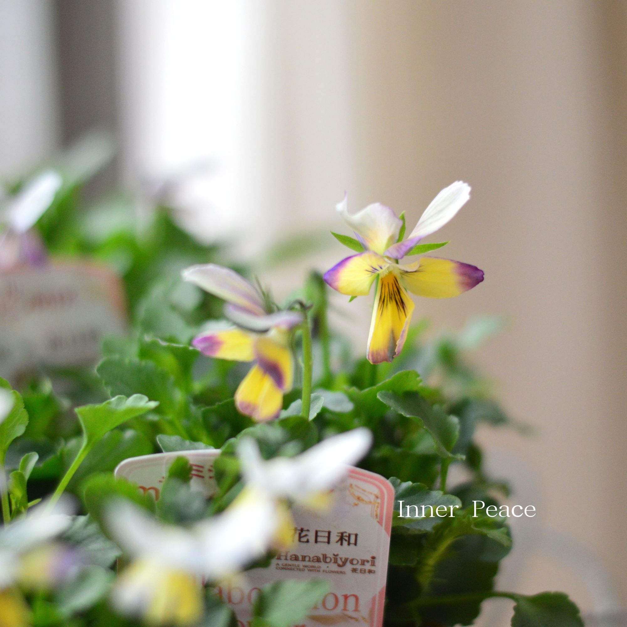【見元園芸さん×花日和さん】 ビオラ 『ミシェルラビンMIX』 3.5寸POT