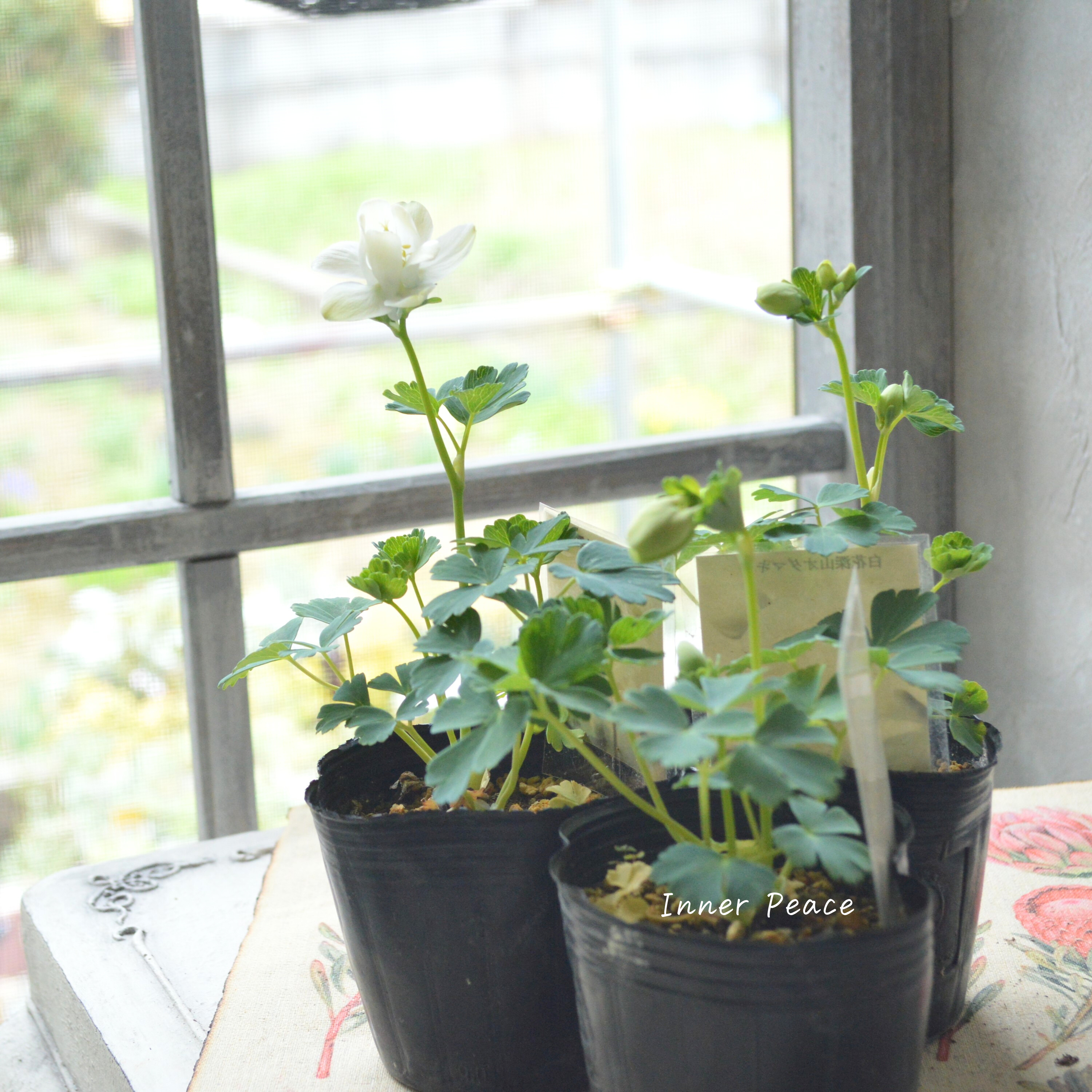 【美しい】 深山オダマキ 『白花』 3寸POT