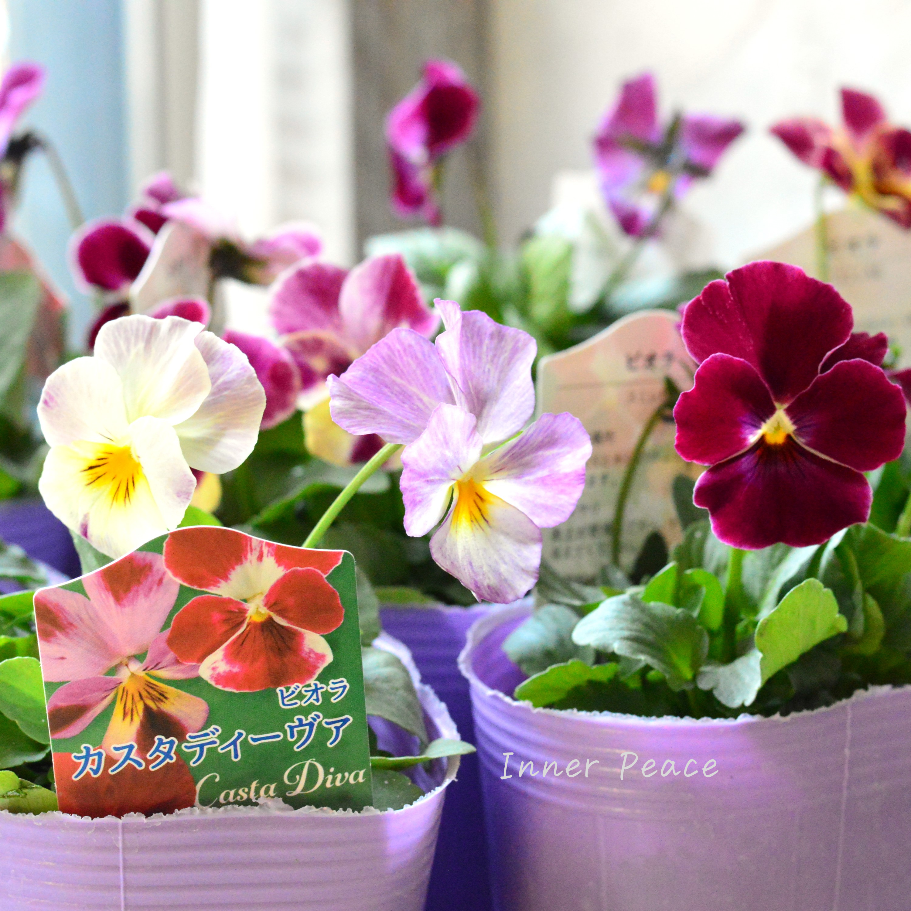 【花夢園芸さん】 ビオラ 『カスタディーヴァ』 3寸ロングPOT