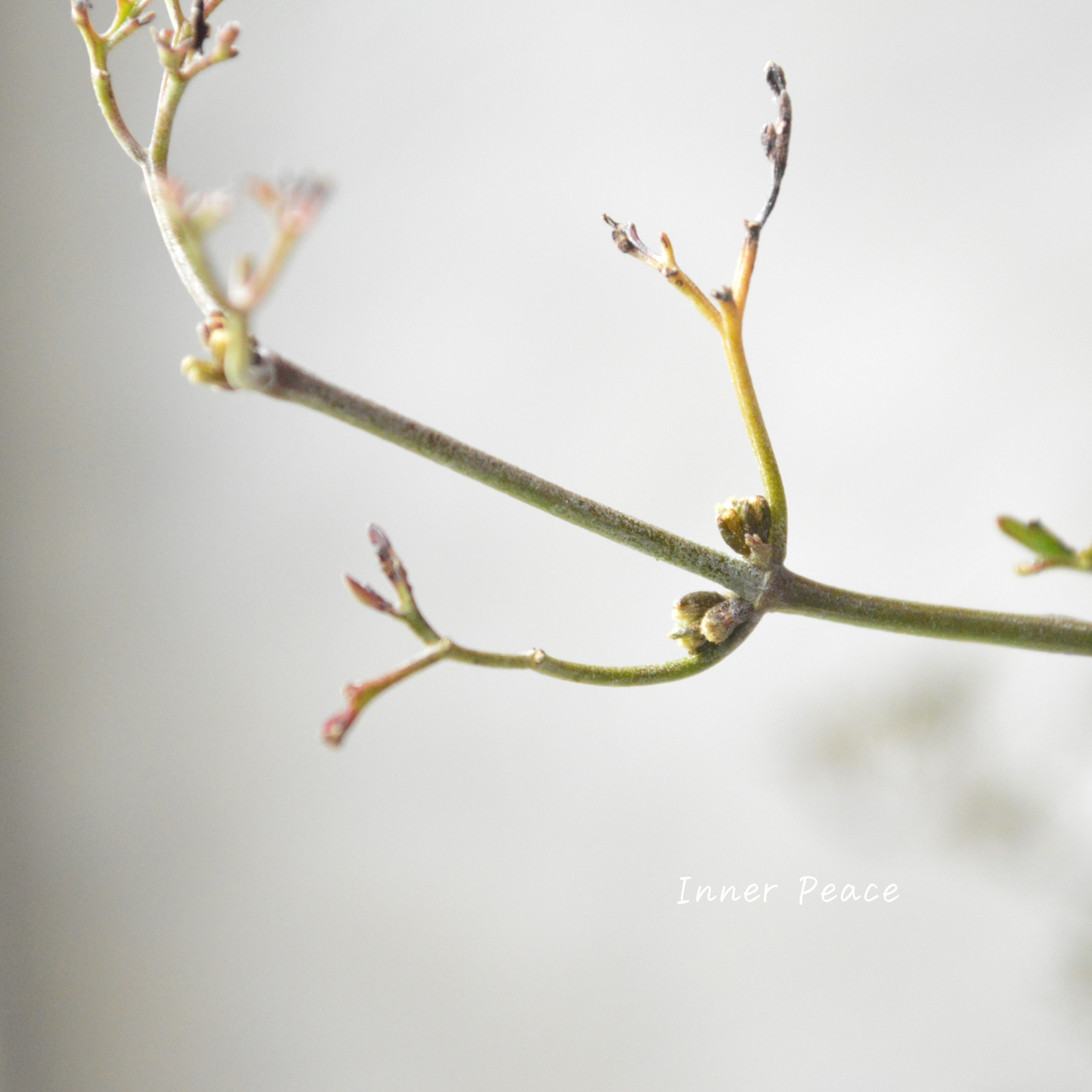 【常緑】 クレマチス 『ペトリエイ』 3.5寸ロングPOT