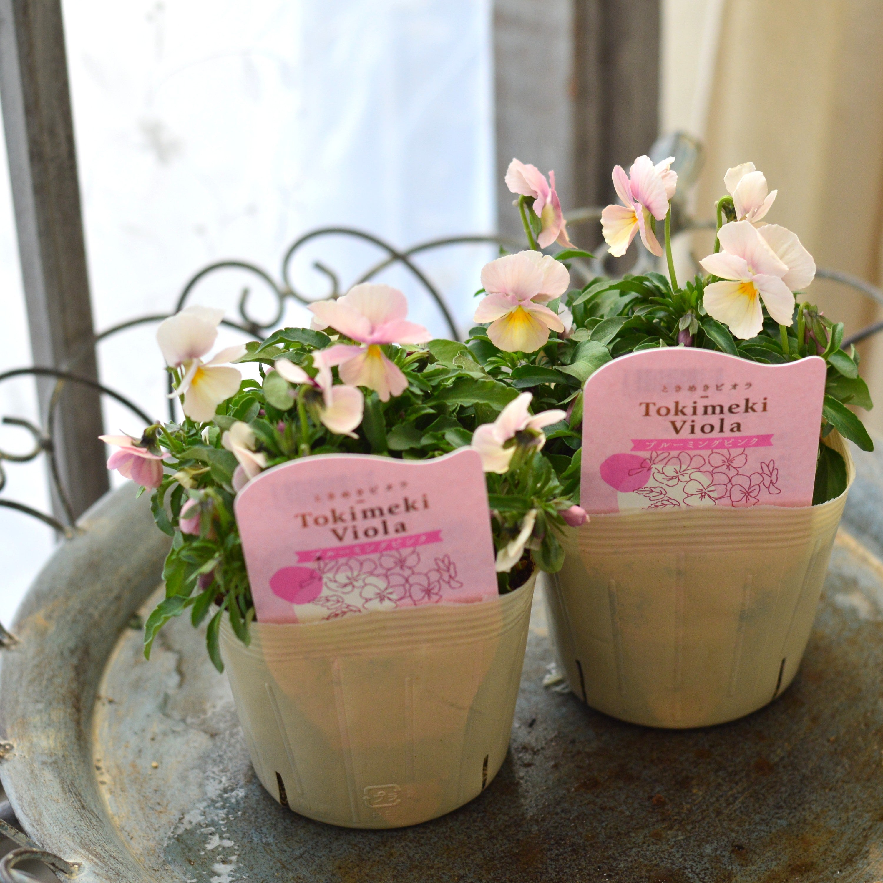【奥田園芸さん】 ときめきビオラ 『ブルーミングピンク』 3.5寸POT
