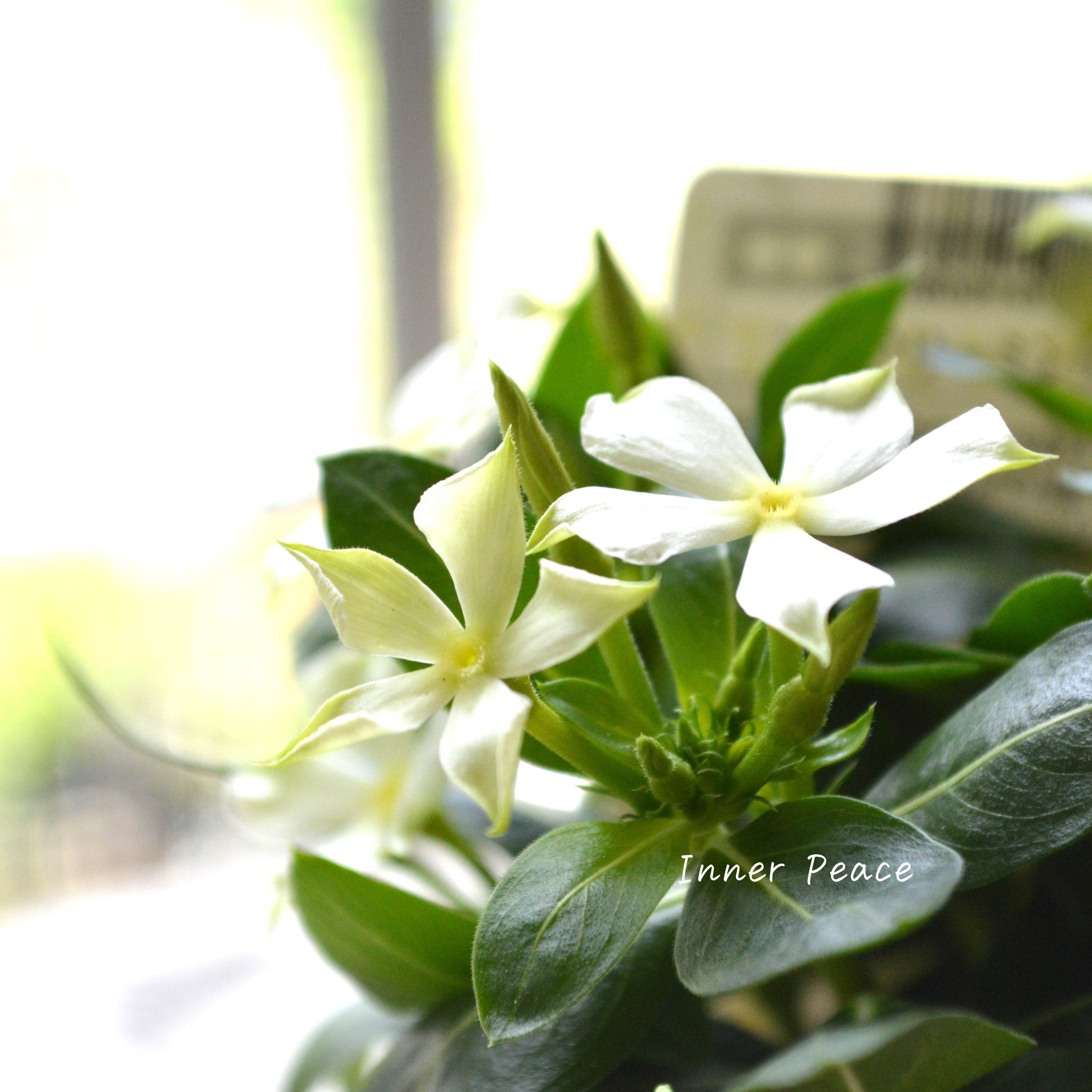 【北島園芸さん】 ニチニチソウ 『フェアリーミント・イエローアイ』 3.5寸POT