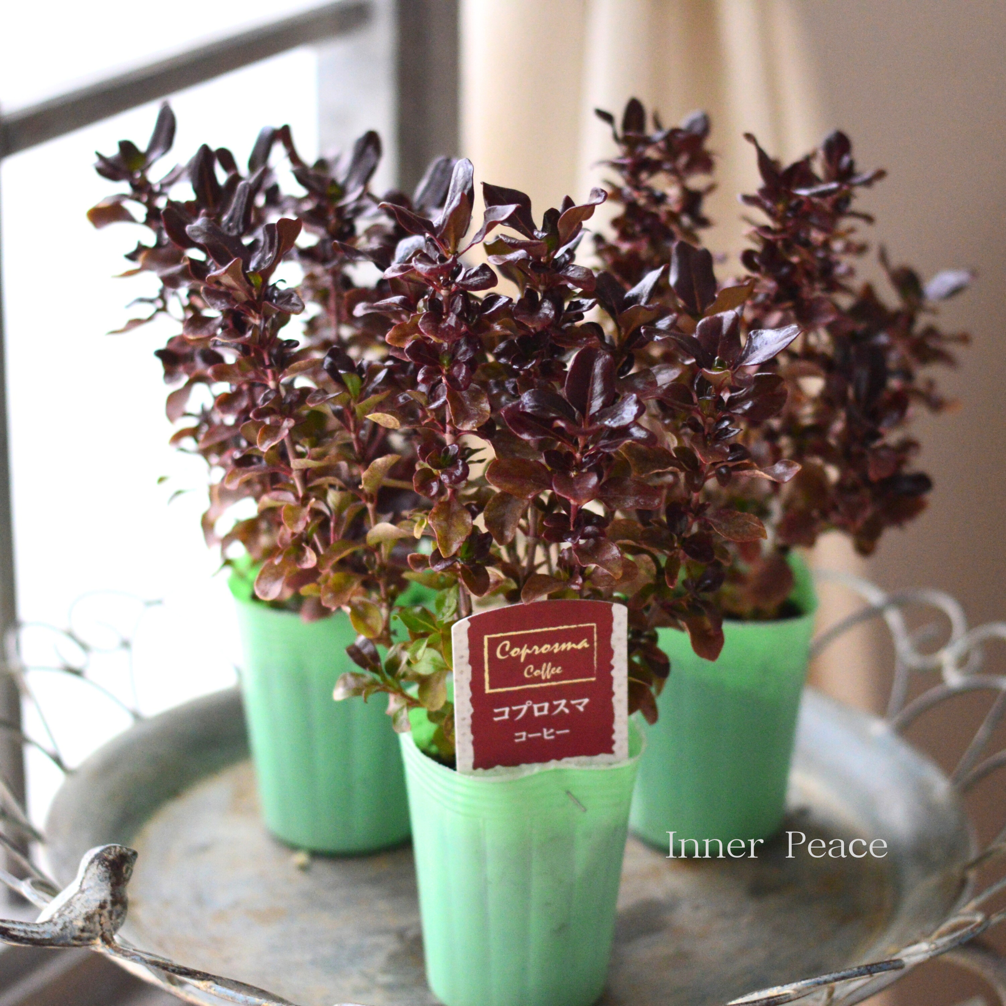 【寄せ植えに】 コプロスマ 『コーヒー』 2.5寸POT