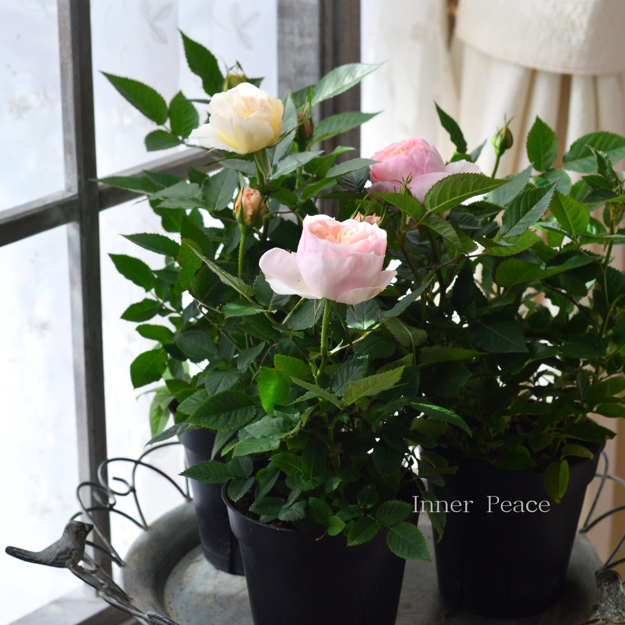 【大輪】 ミニ薔薇 『フジサン・フォーエバー』 4寸プラ鉢