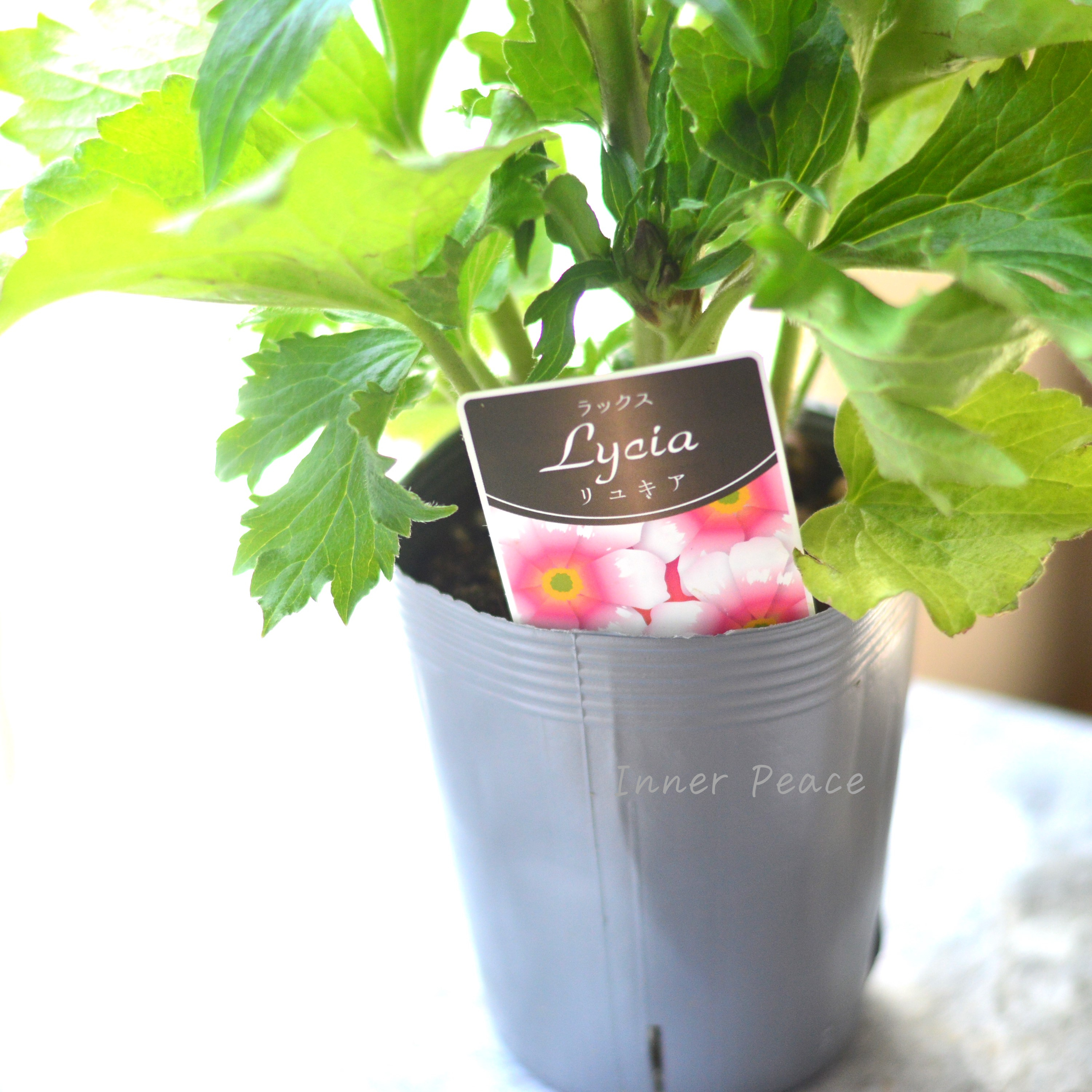 【美しい】 ラナンキュラス・ラックス 『リュキア』 3.5寸POT