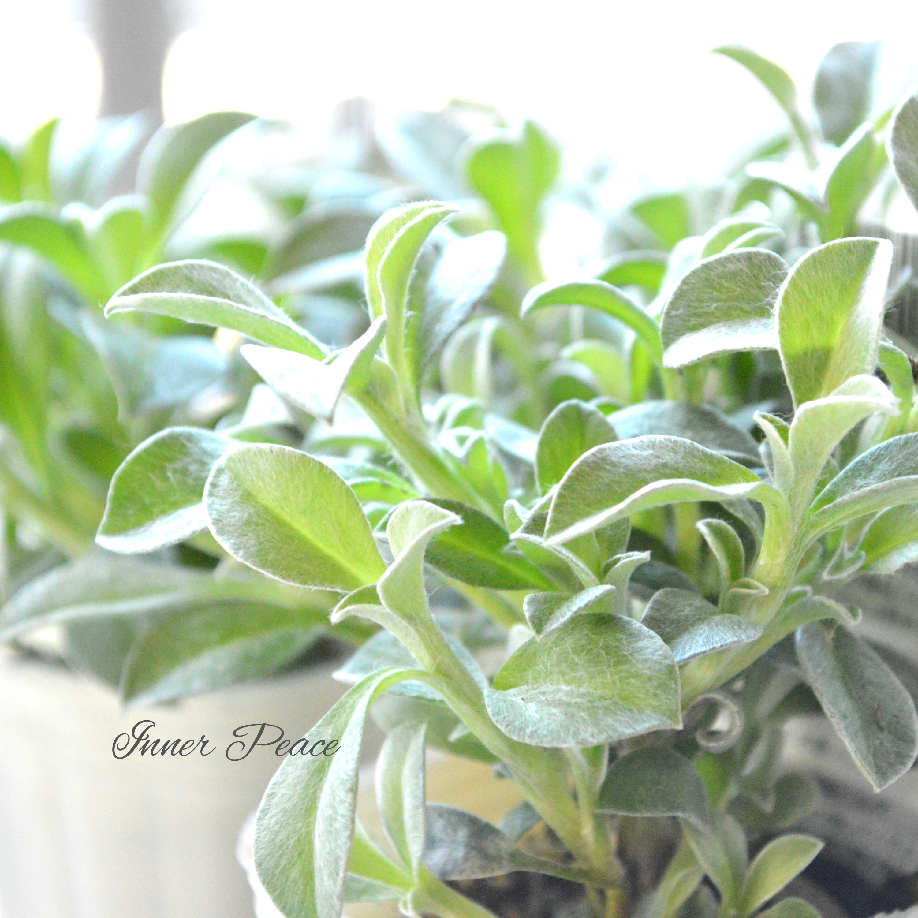 【2分割できる】 ヘリクリサム 『ホワイトフェリー』 2.5寸POT