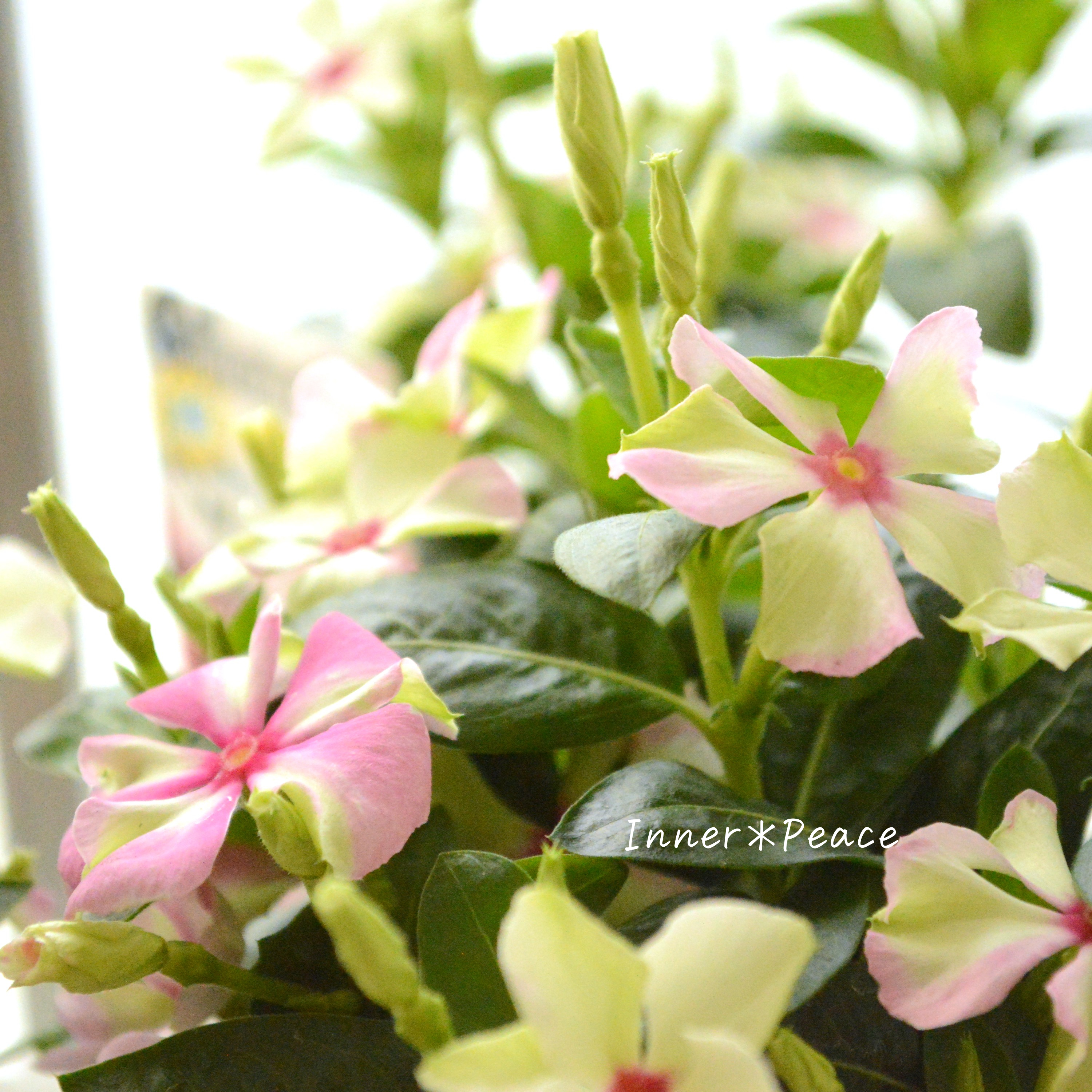 【北島園芸さん】 ニチニチソウ 『試作品・シャガール系』 3.5寸POT