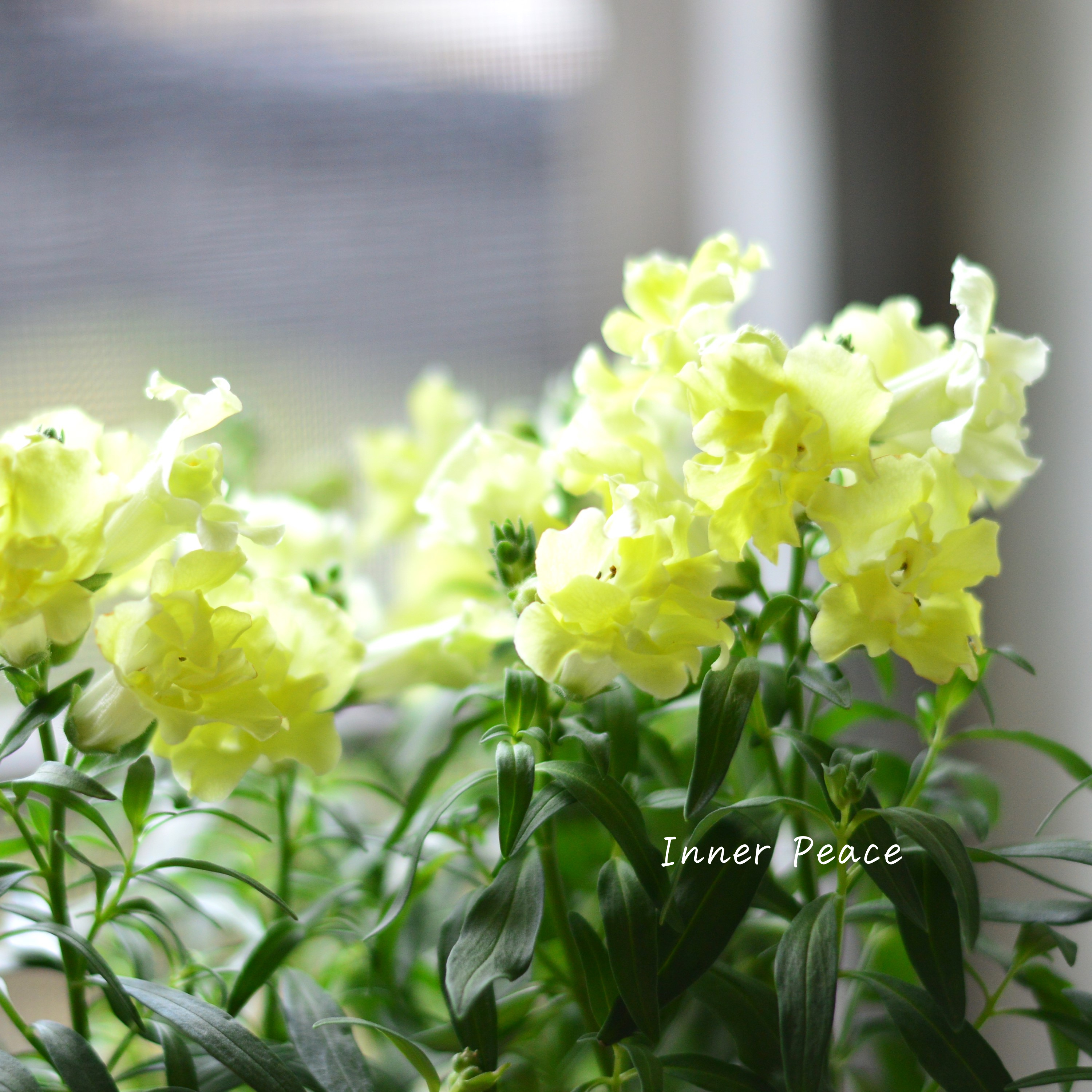 【かわいい】 キンギョソウ・トゥイニー 『イエロー』 3寸ロングPOT