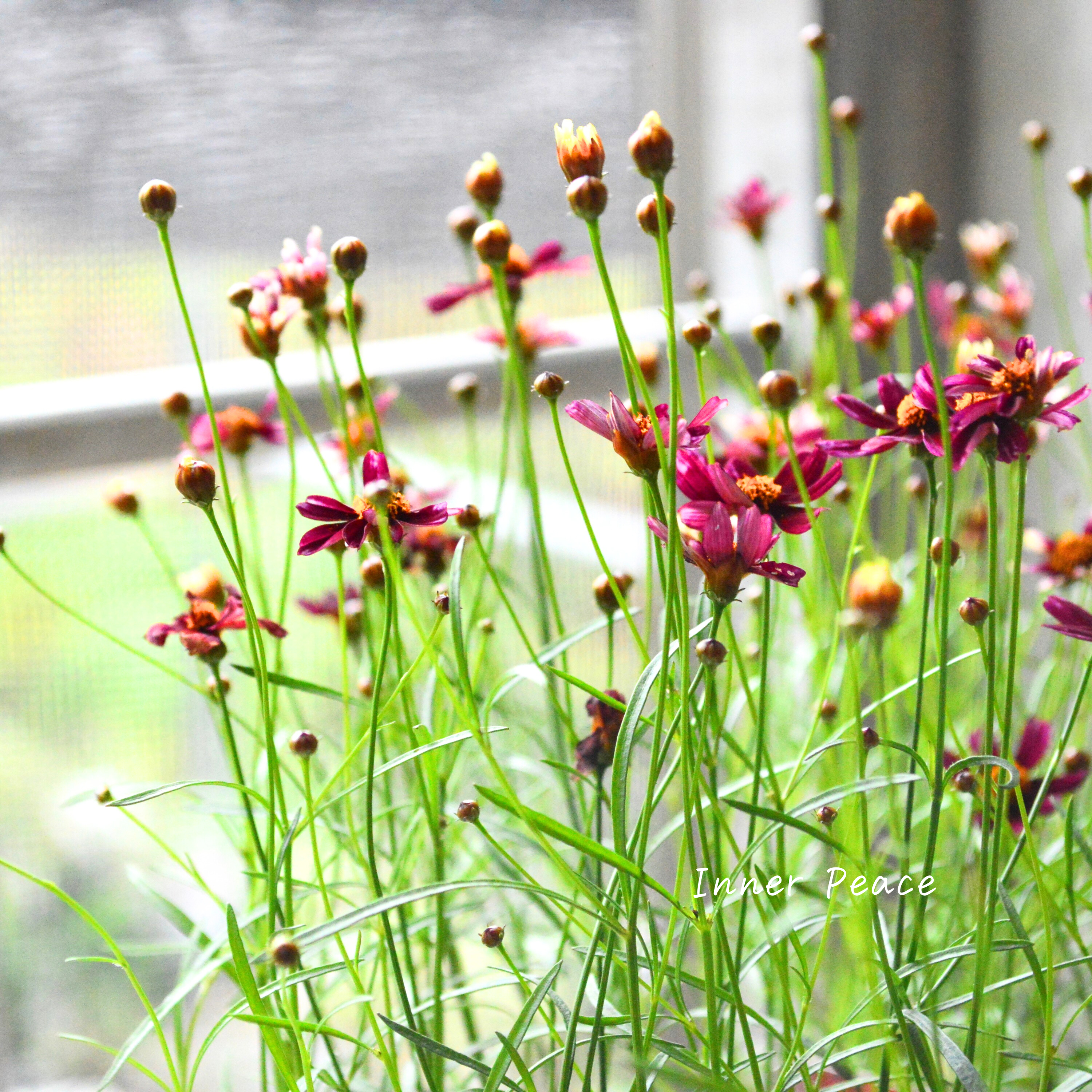 【アンティーク色】コレオプシス『ウリドリーム・ルージュ』 3寸POT