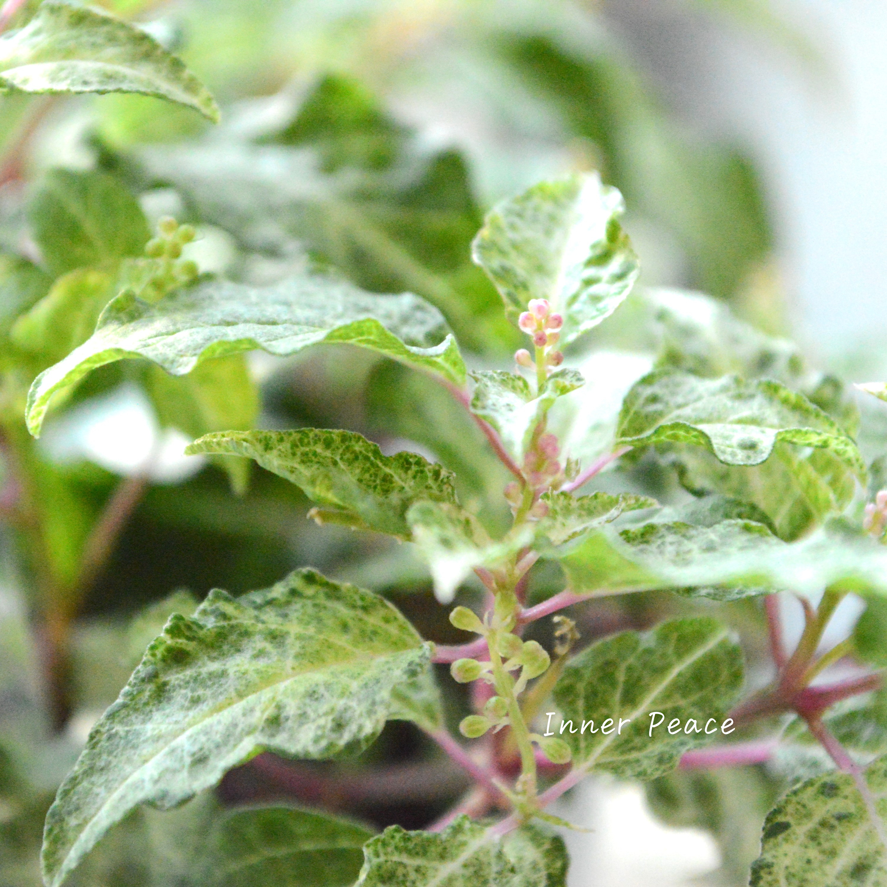 【美しい】ジュズサンゴ 『絣~かすり~・白い実』 2.5寸ロング~3号POT