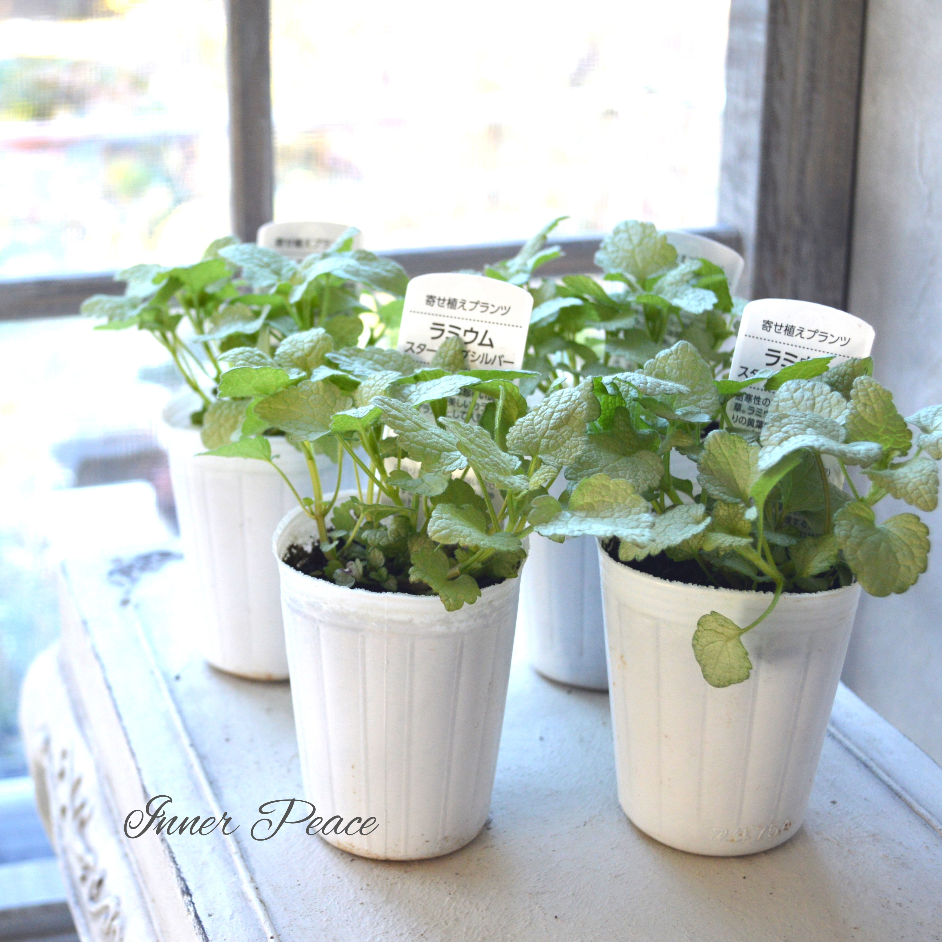 【寄せ植えに】 ラミウム 『スターリングシルバー』 2.5寸ロングPOT