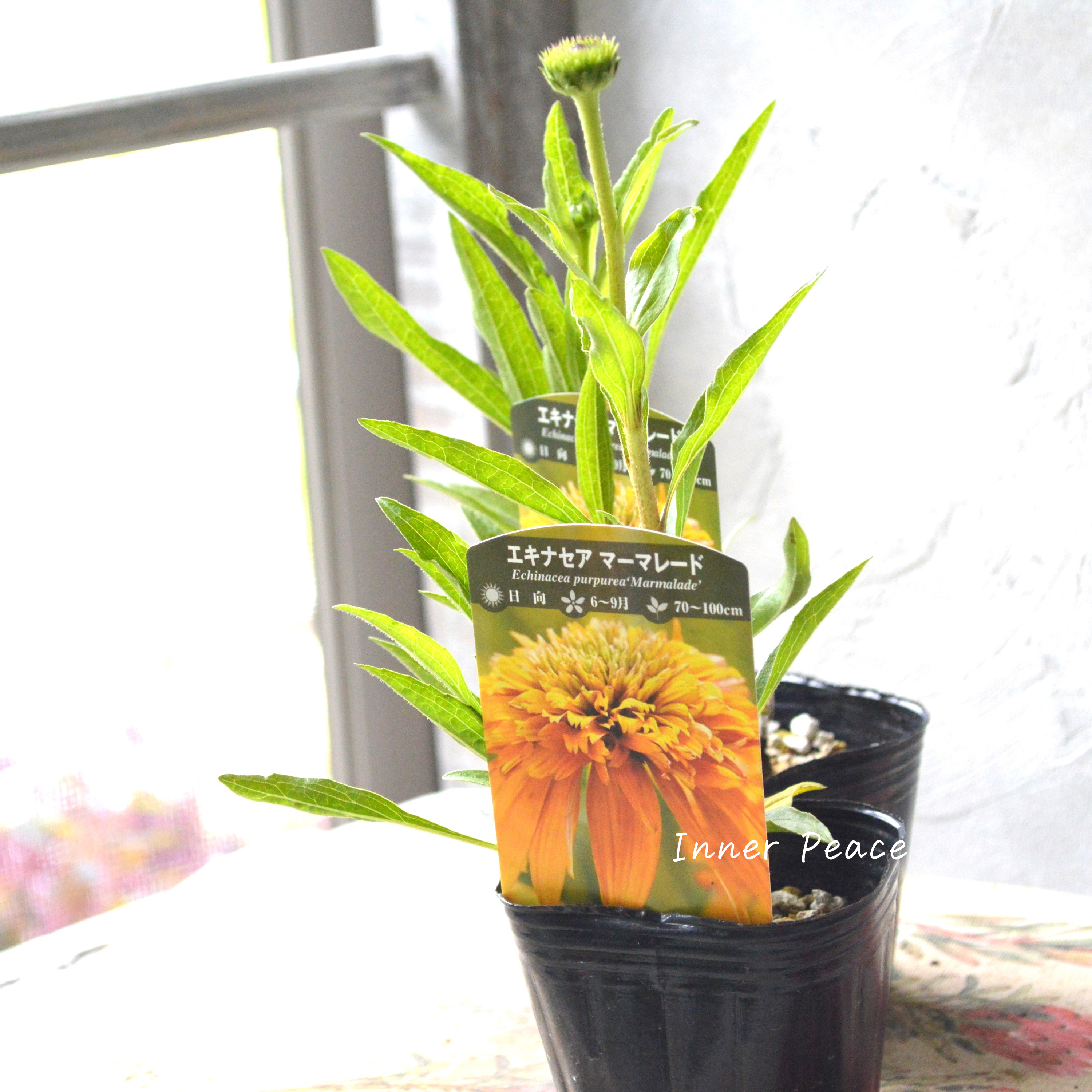 【暑さ寒さに強い】 エキナセア 『マーマレード』植え込み用 3寸POT