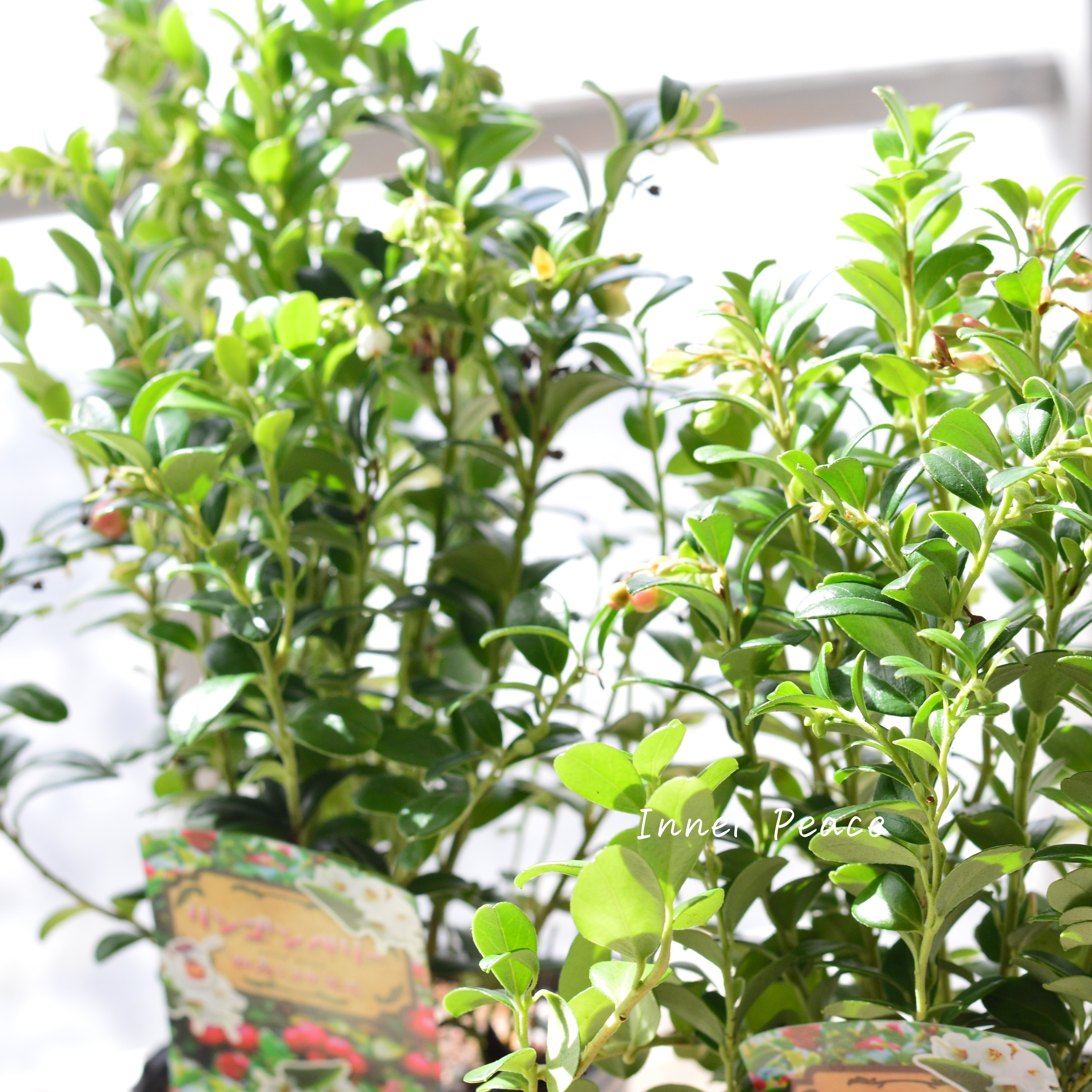 【寒さに強い】 リンゴンベリー 3~3.5寸POT