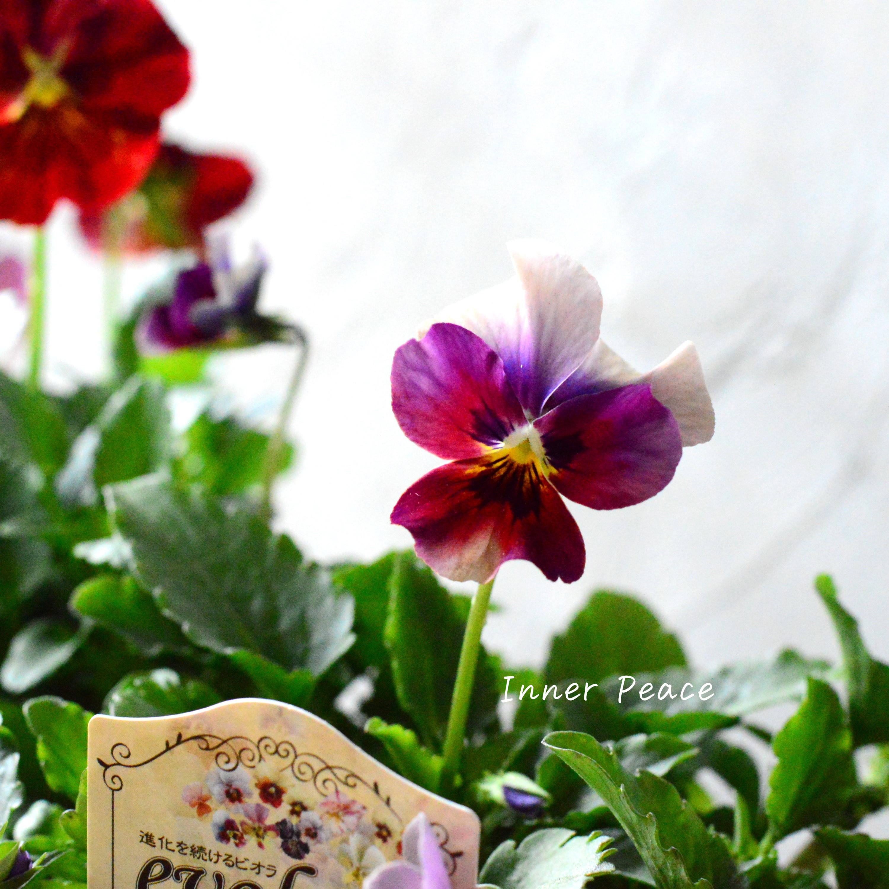 【美しい】 ビオラ 『evolve ~エボルベ~』 3.5寸POT