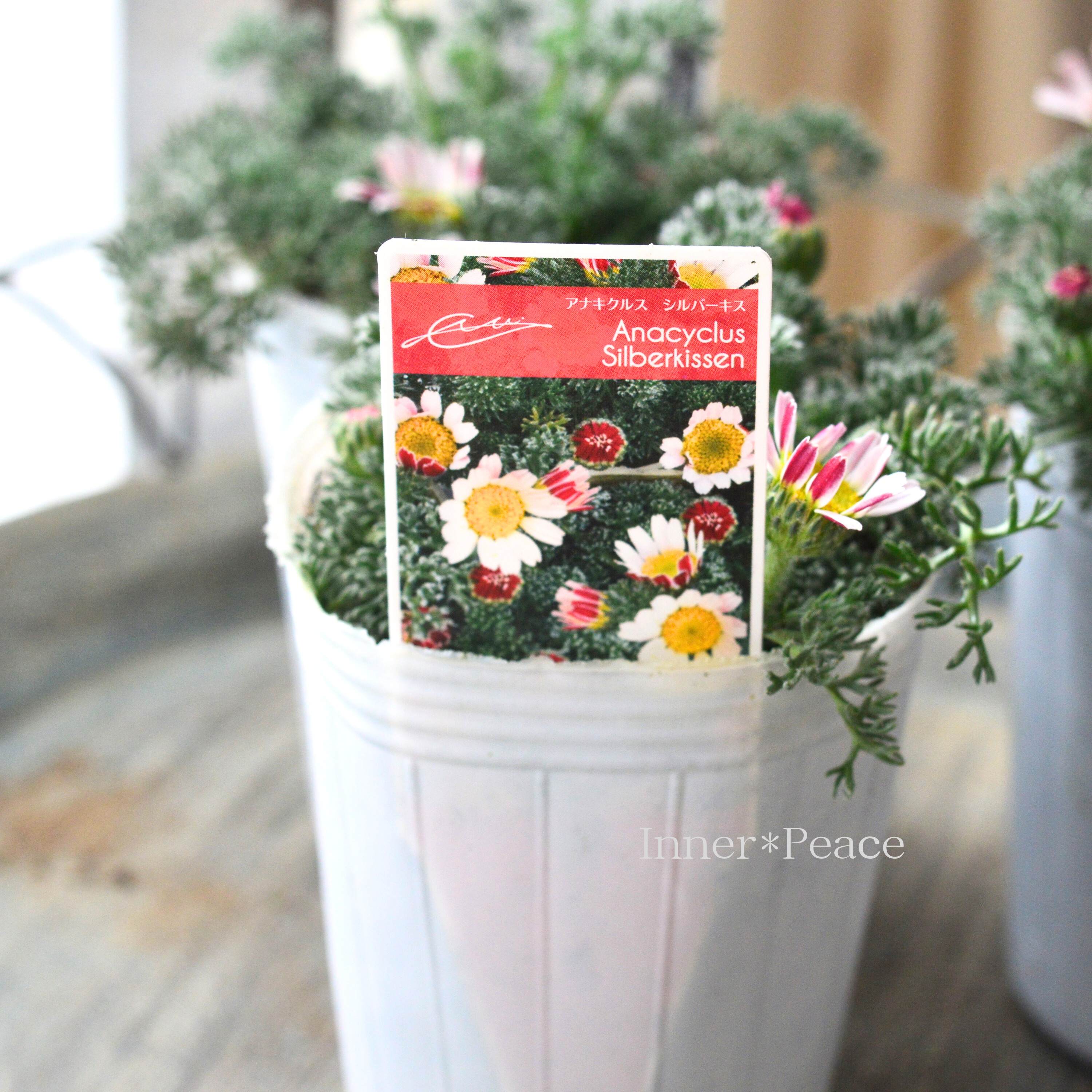 【かわいい】 アナキクルス 『シルバーキス』 3寸POT