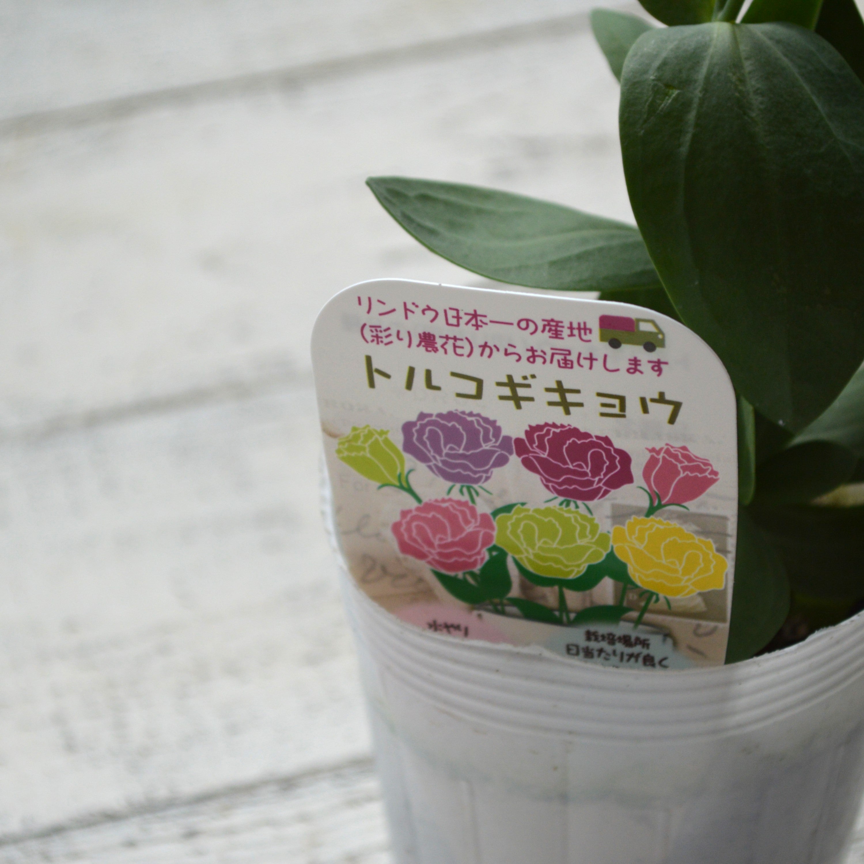 【美しい】 トルコギキョウ 『アンティークローズ』 3寸POT