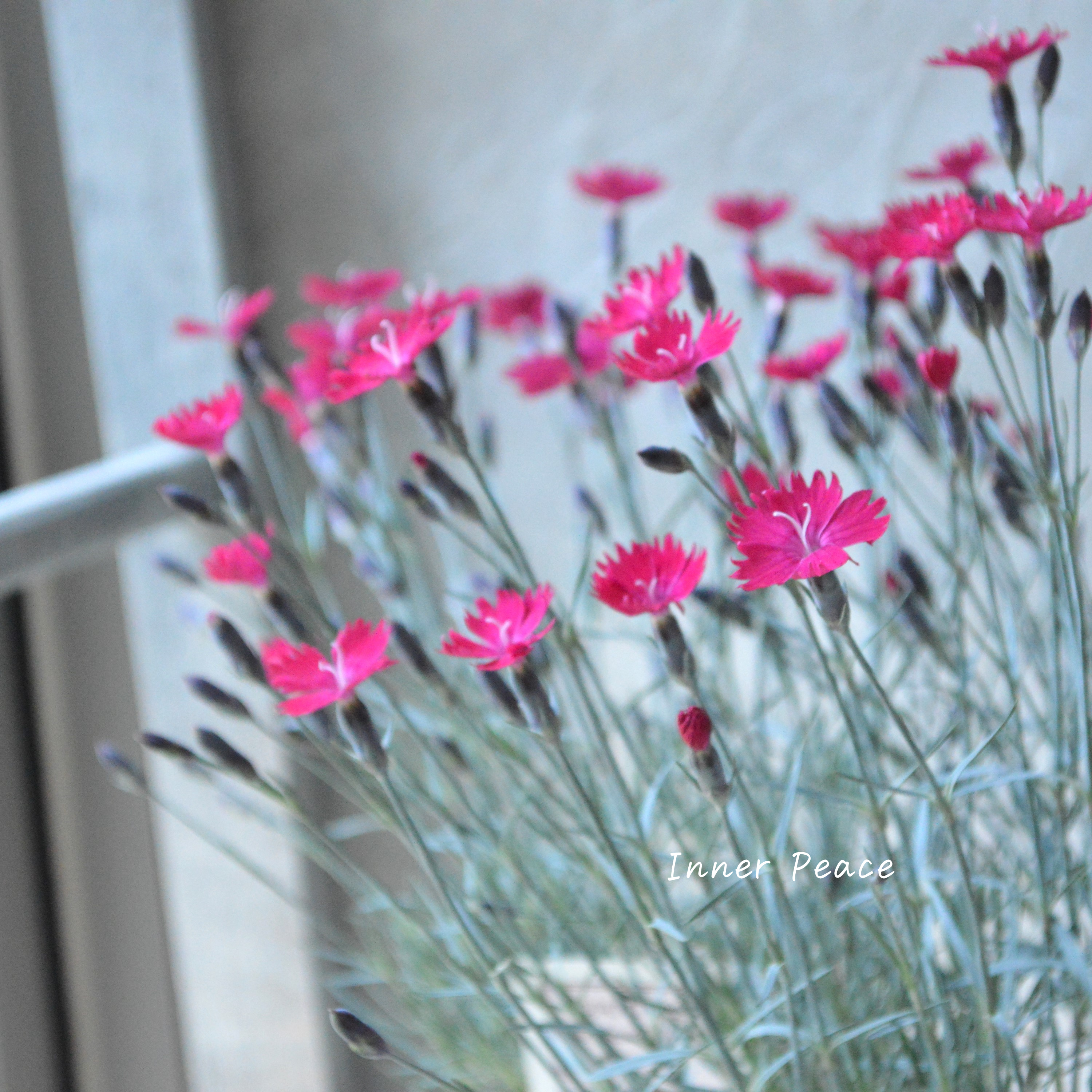 【希少】 ダイアンサス 『ウィックドウィッチ』 3寸POT