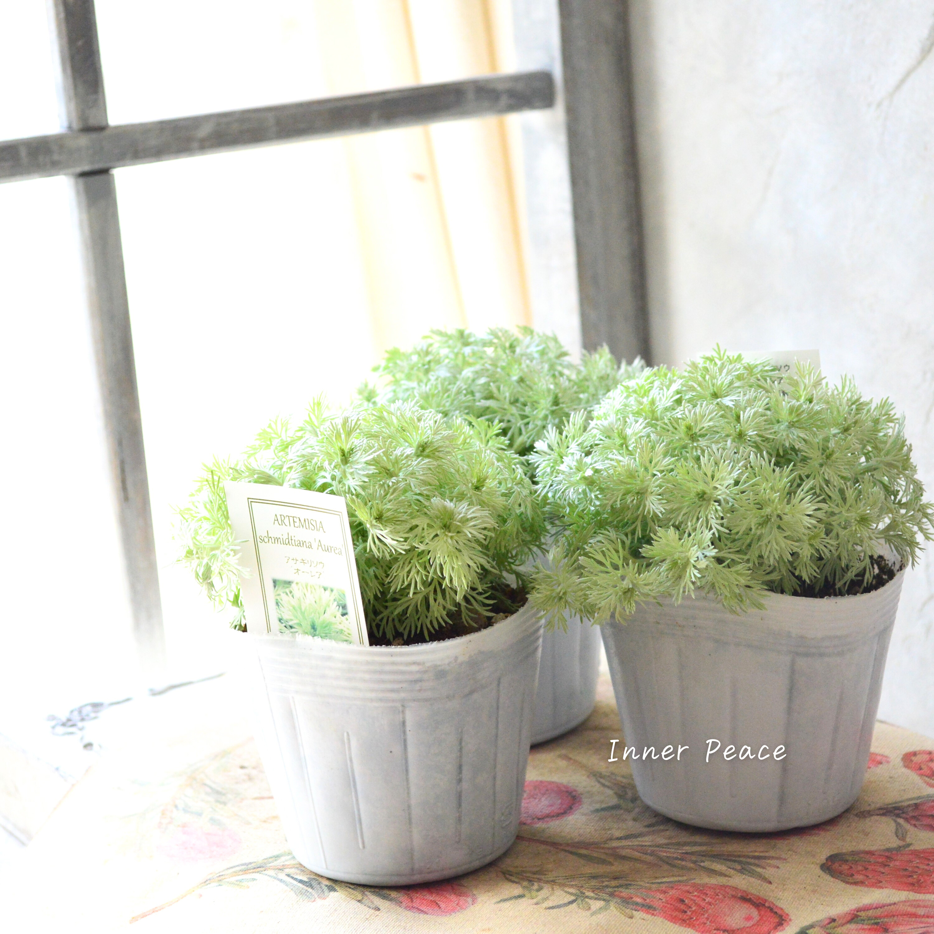 【宿根】 アサギリソウ 『オーレア』 3.5寸POT