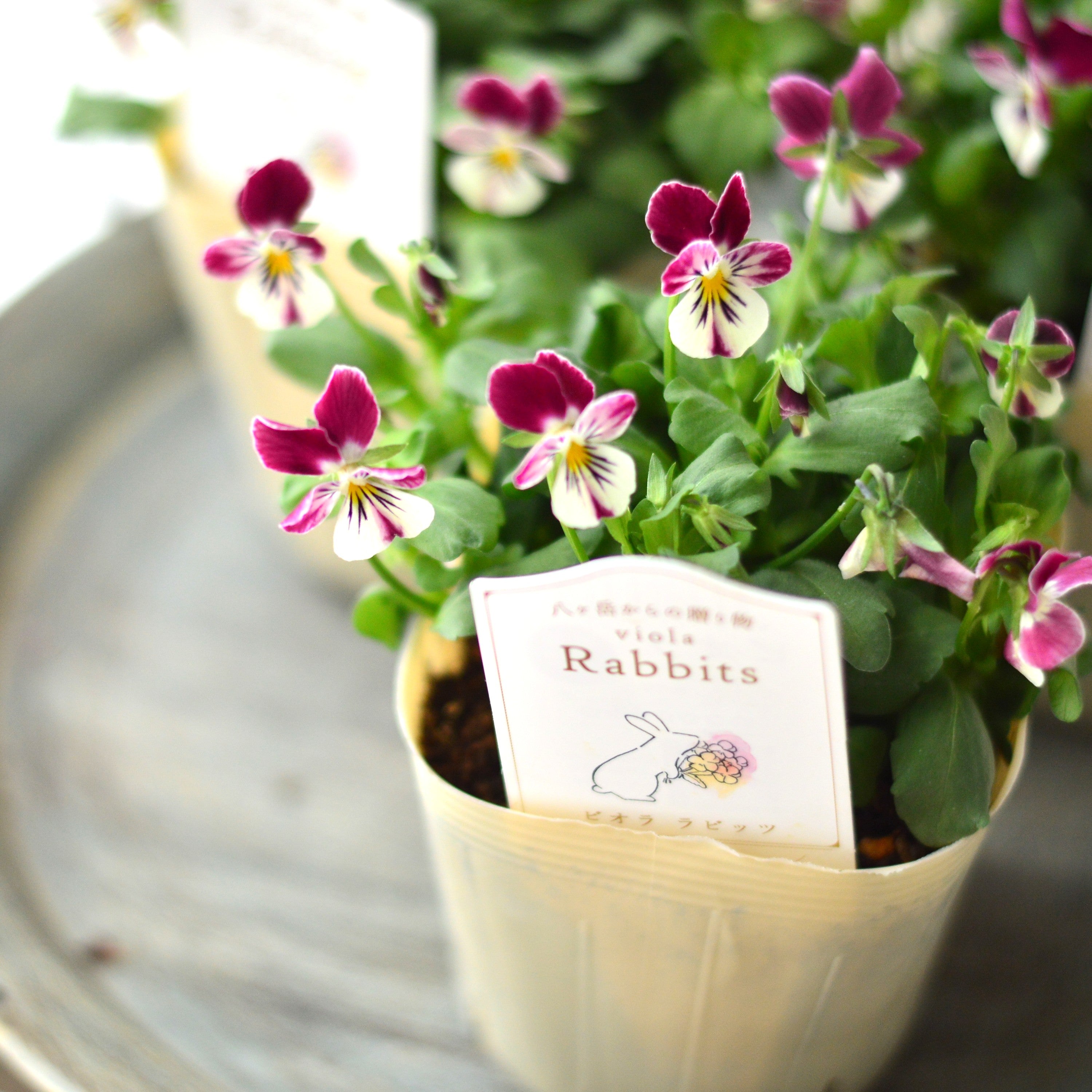 【VEGIHANA FARMさん】 ビオラ 『ラビッツ・A』 3.5寸POT