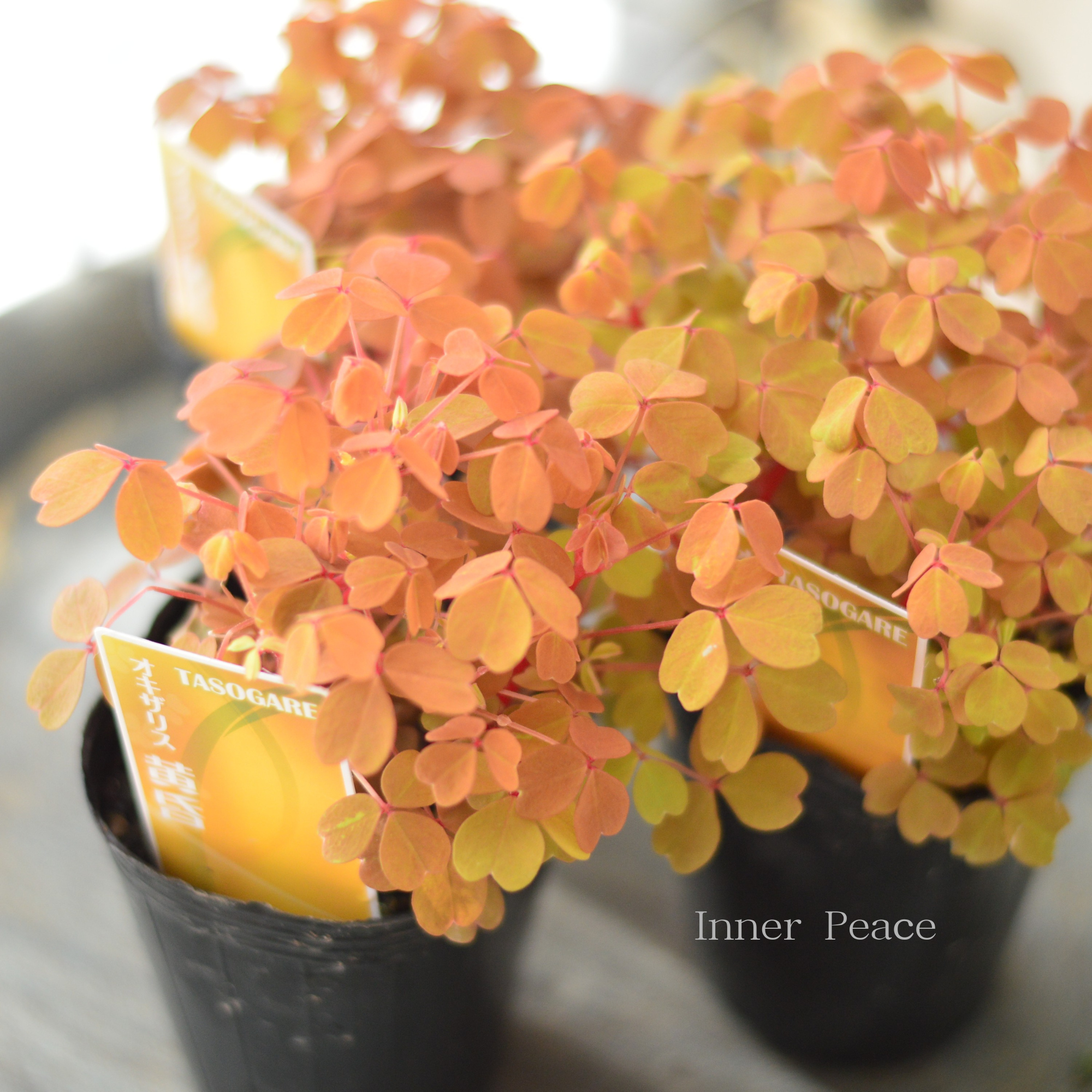 【花苗】オキザリス　黄昏　たそがれ　タグ付き ポットごと発送 花苗】オキザリス 黄昏 たそがれ タグ付き ポットごと発送 2026年最新