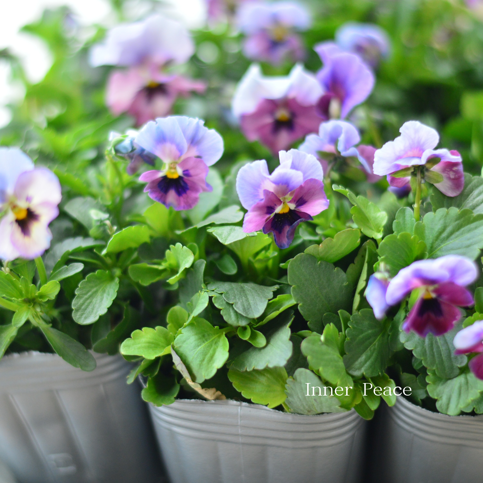 【見元園芸さん】 ビオラ 『ふわふわ金魚ちゃん』 3寸POT